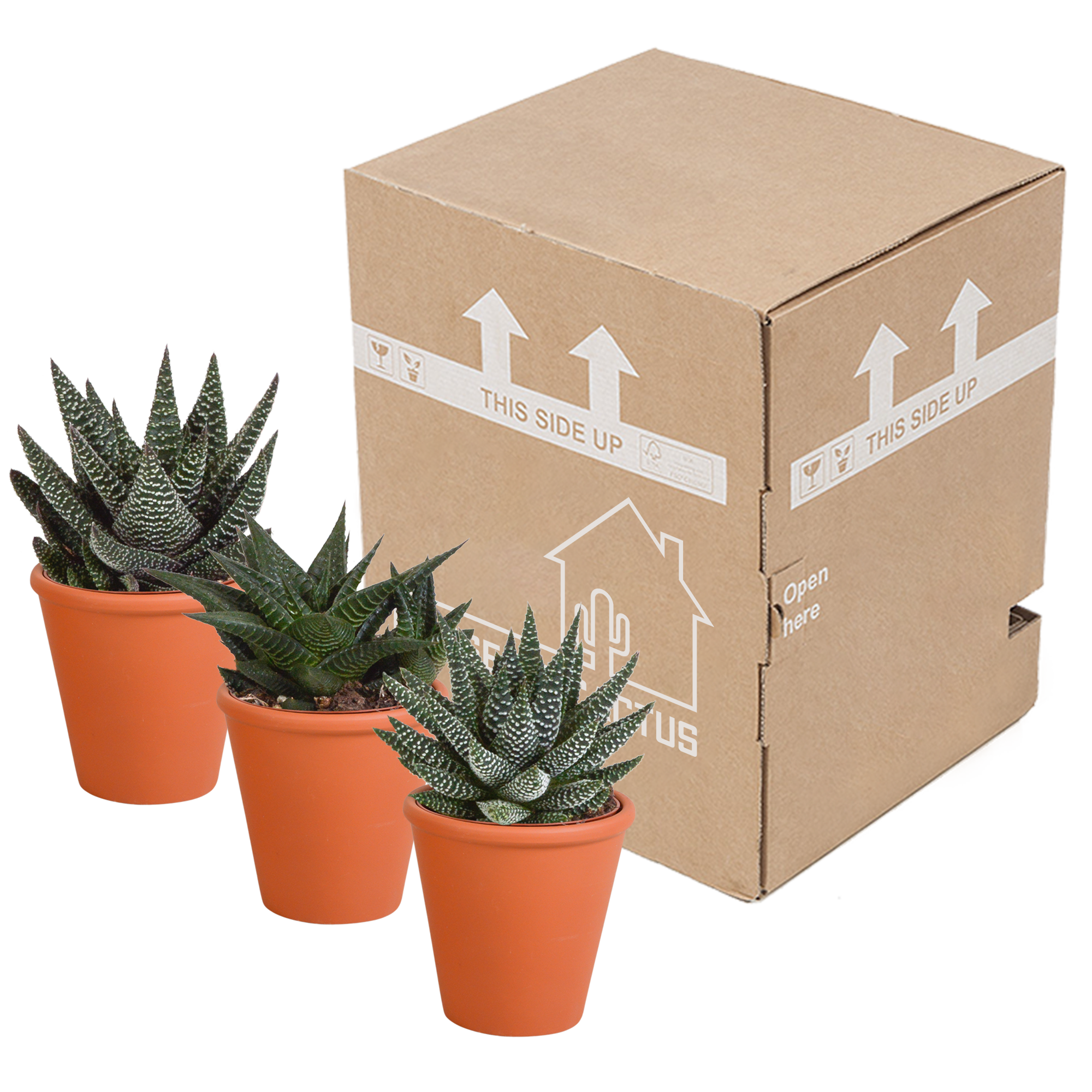 Gasteria/Haworthia mix 8,5cm en pot. Plante verte type Gasteria/Haworthia mix 8,5cm, livrée en pot, idéale pour intérieur lumineux. – Image 9