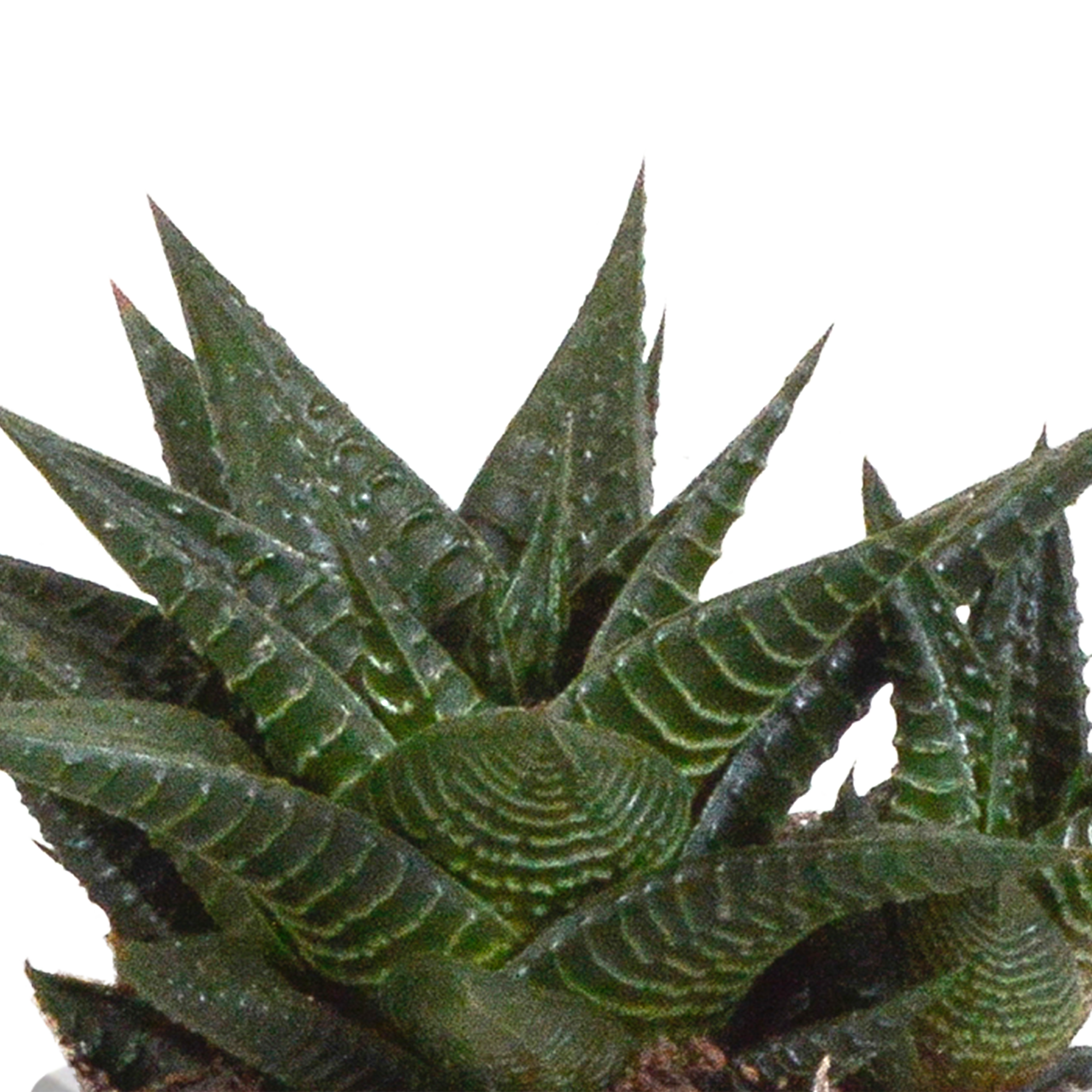 Gasteria/Haworthia mix 8,5cm en pot. Plante verte type Gasteria/Haworthia mix 8,5cm, livrée en pot, idéale pour intérieur lumineux. – Image 10