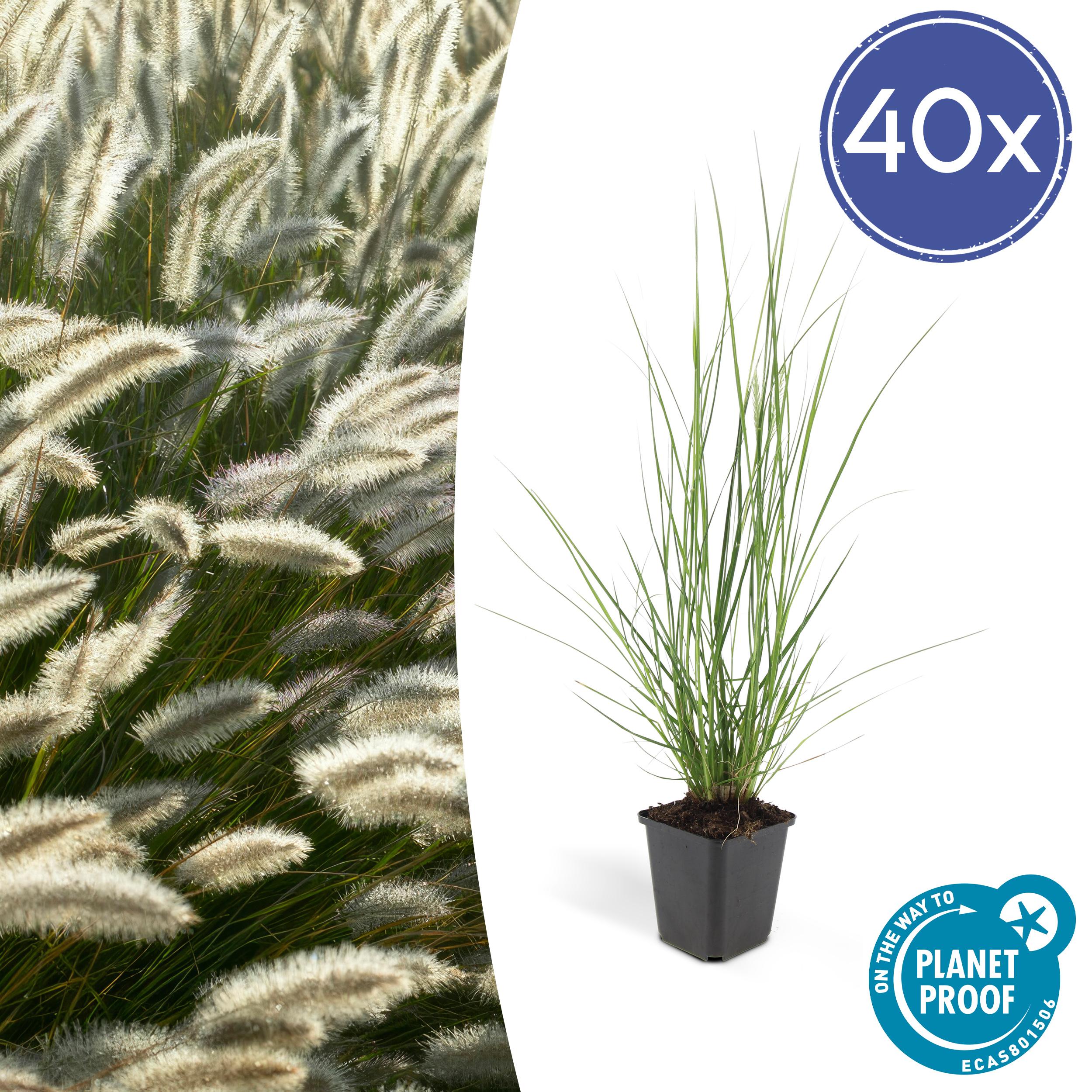 40x Pennisetum alopecuroides 'Hameln' en pot Ø9cm  Hauteur 10cm. Plante verte type 40x Pennisetum alopecuroides 'Hameln', livrée en pot, idéale pour intérieur lumineux.