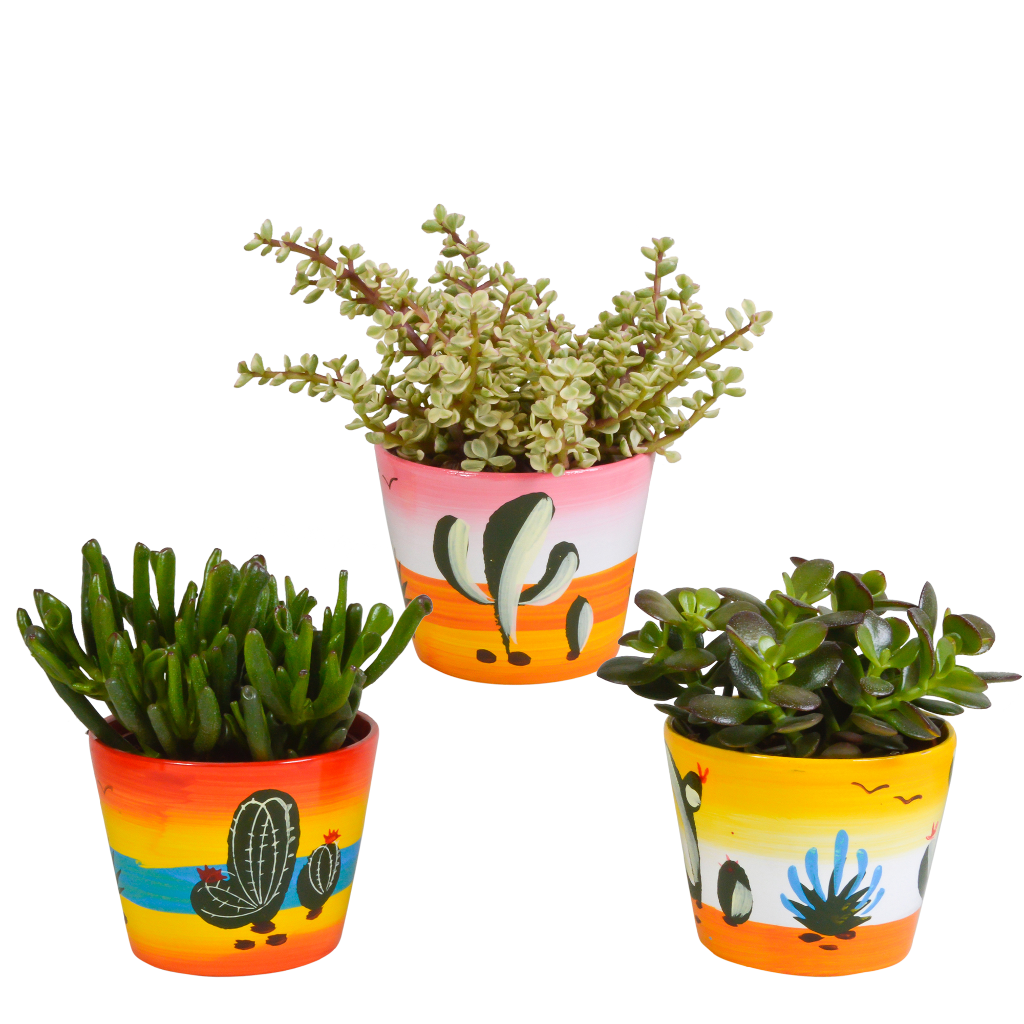 Crassula mix 10,5 cm en pot. Plante verte type Crassula mix 10,5 cm, livrée en pot, idéale pour intérieur lumineux.