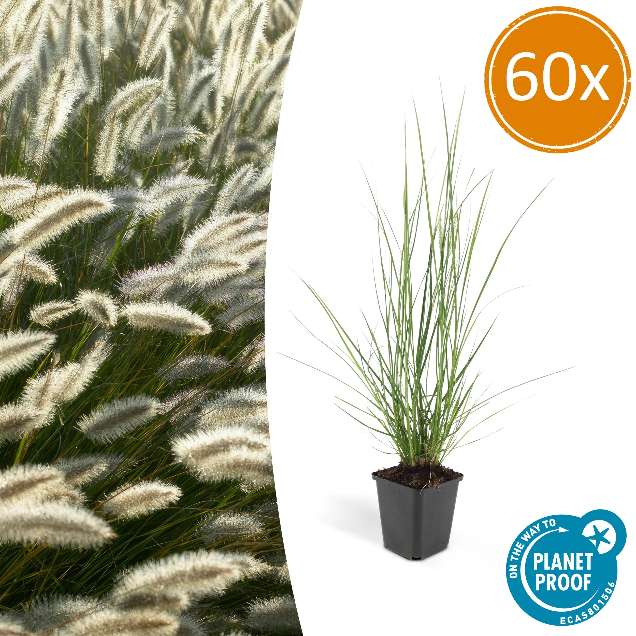 60x Pennisetum alopecuroides 'Hameln' en pot Ø9cm  Hauteur 10cm. Plante verte type 60x Pennisetum alopecuroides 'Hameln', livrée en pot, idéale pour intérieur lumineux.