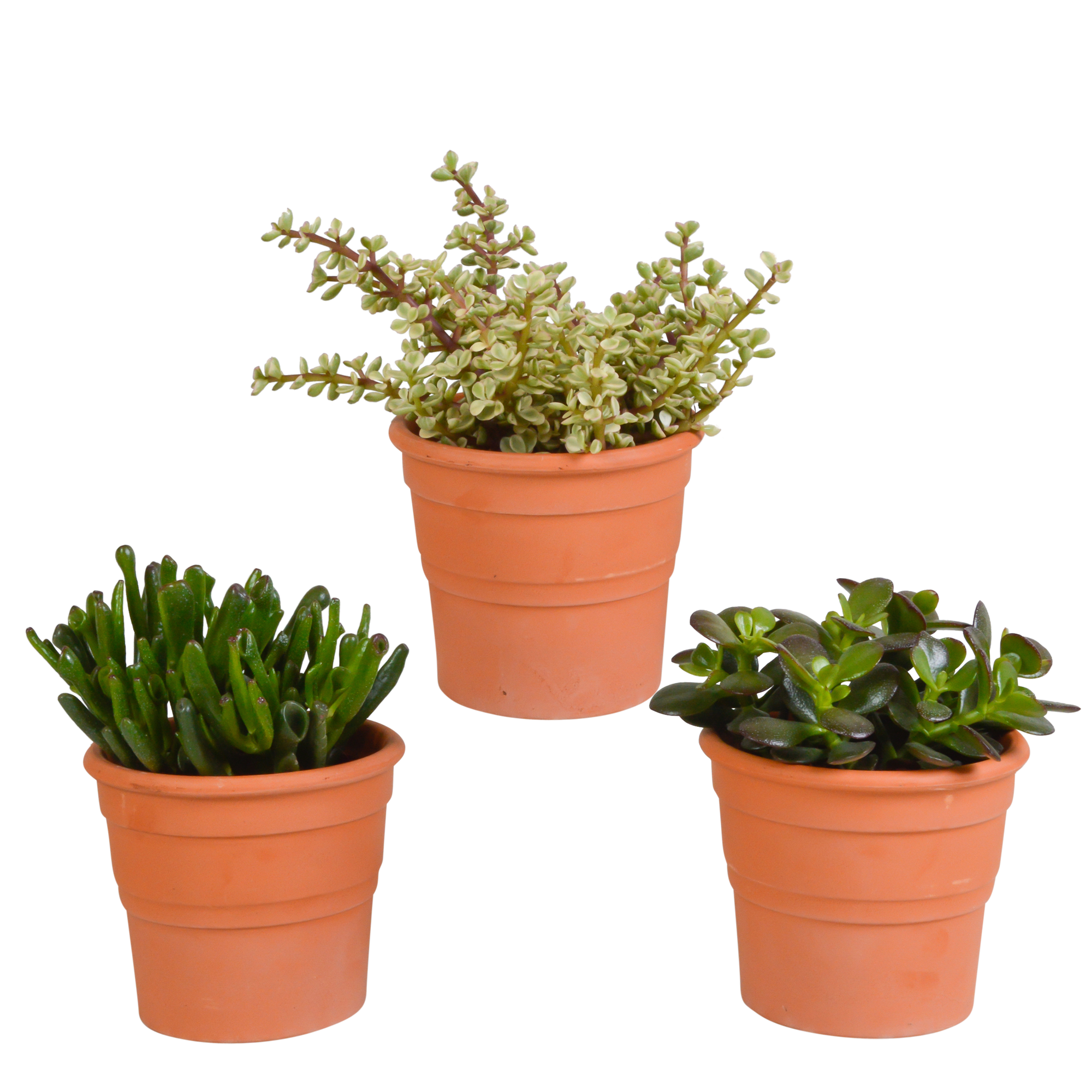 Crassula mix 10,5 cm en pot. Plante verte type Crassula mix 10,5 cm, livrée en pot, idéale pour intérieur lumineux.