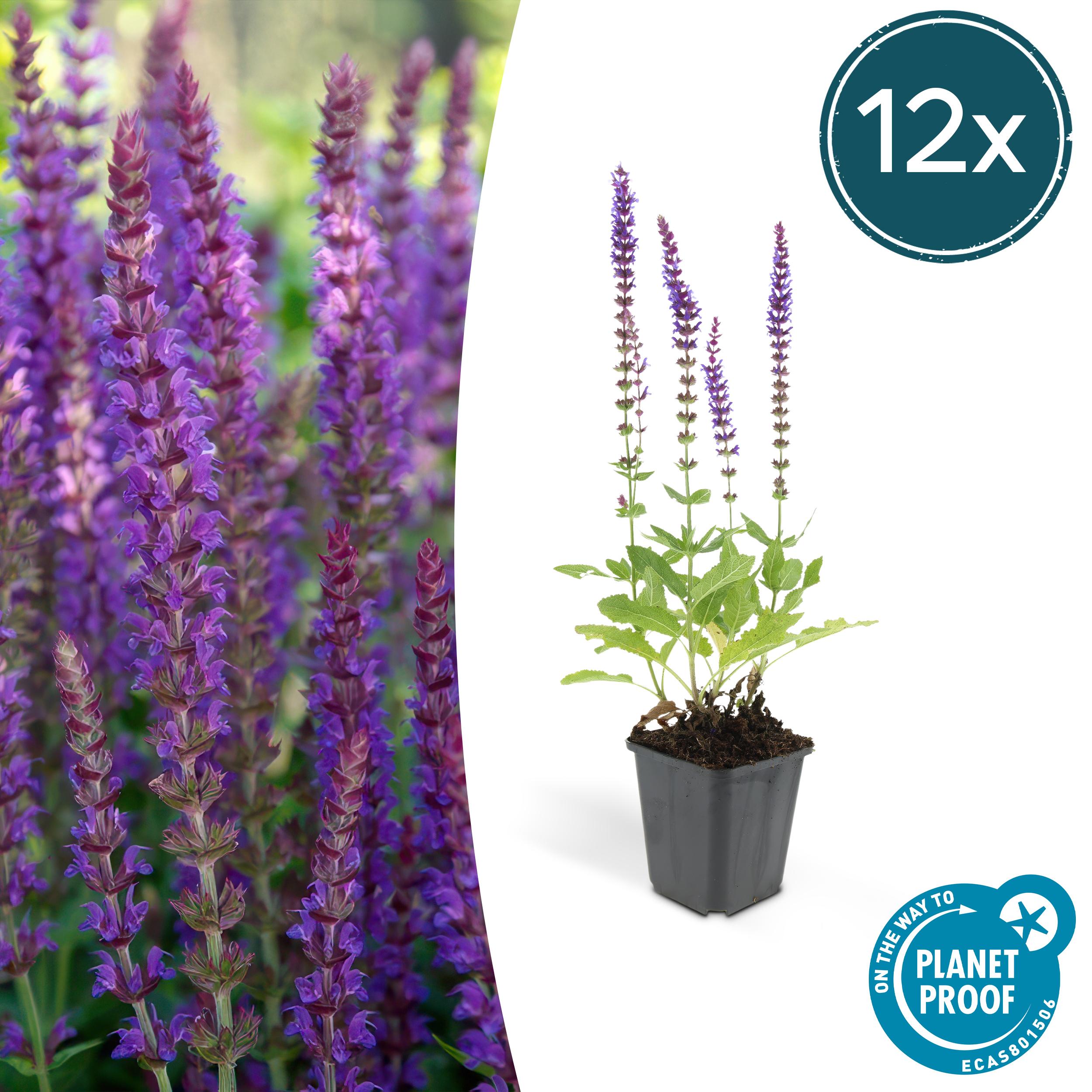 12x Salvia nem. 'Ostfriesland' en pot Ø9cm  Hauteur 10cm. Plante verte type 12x Salvia nem. 'Ostfriesland', livrée en pot, idéale pour intérieur lumineux.