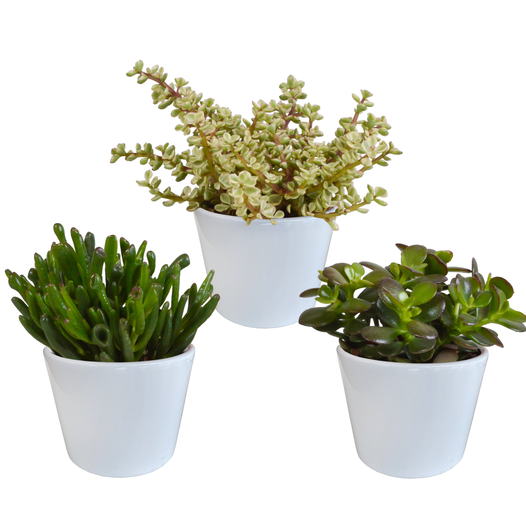 Crassula mix 10,5 cm en pot. Plante verte type Crassula mix 10,5 cm, livrée en pot, idéale pour intérieur lumineux.