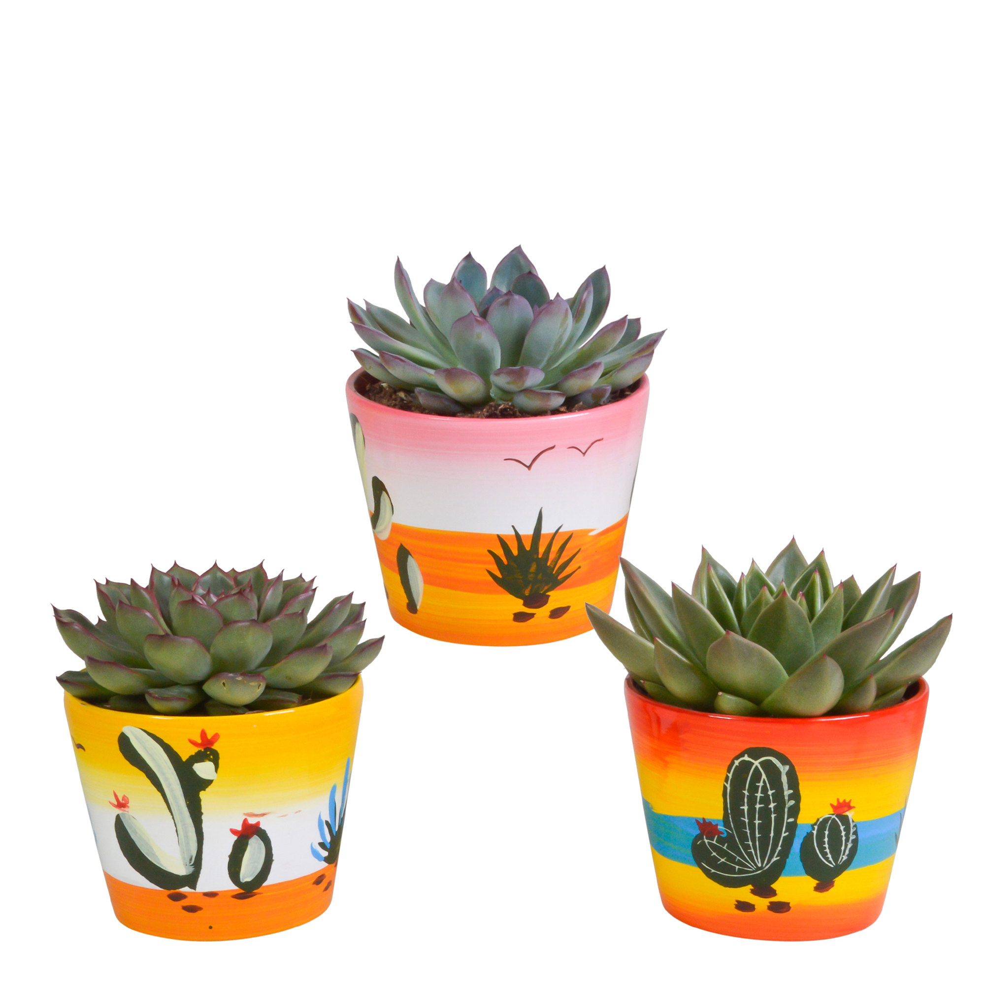 Echeveria mix 10.5 cm en pot. Plante verte type Echeveria mix 10.5 cm, livrée en pot, idéale pour intérieur lumineux.