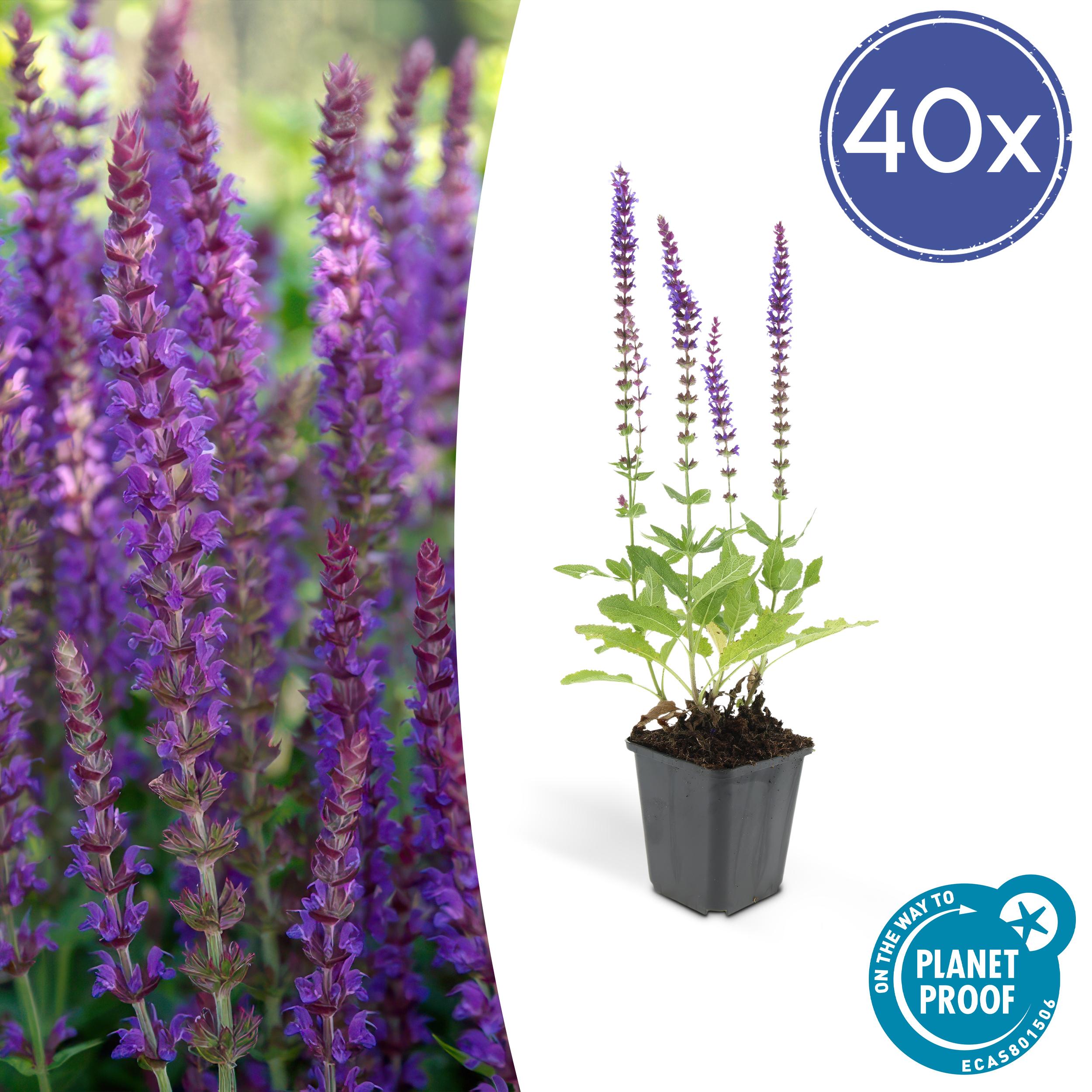 40x Salvia nem. 'Ostfriesland' en pot Ø9cm  Hauteur 10cm. Plante verte type 40x Salvia nem. 'Ostfriesland', livrée en pot, idéale pour intérieur lumineux.