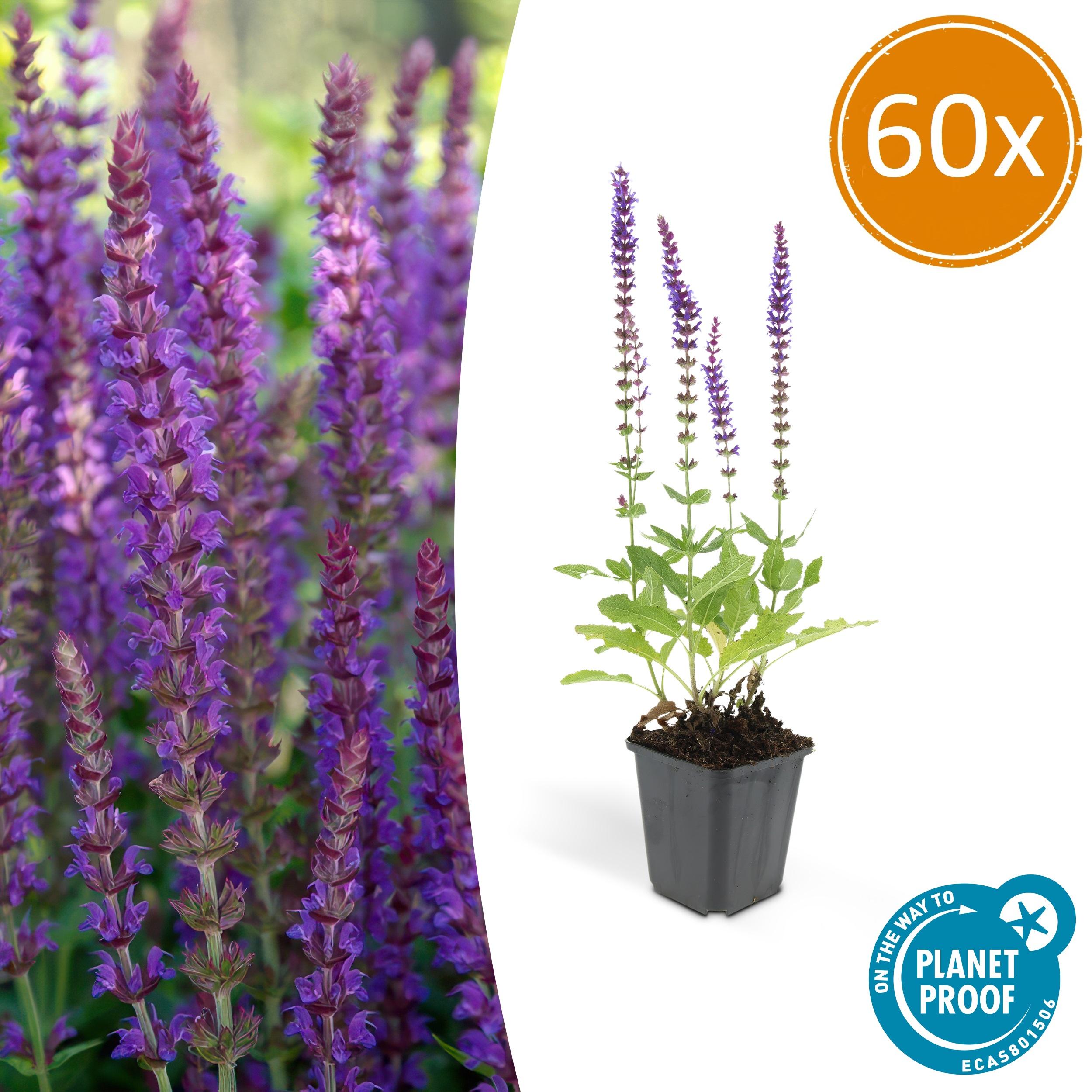 60x Salvia nem. 'Ostfriesland' en pot Ø9cm  Hauteur 10cm. Plante verte type 60x Salvia nem. 'Ostfriesland', livrée en pot, idéale pour intérieur lumineux.