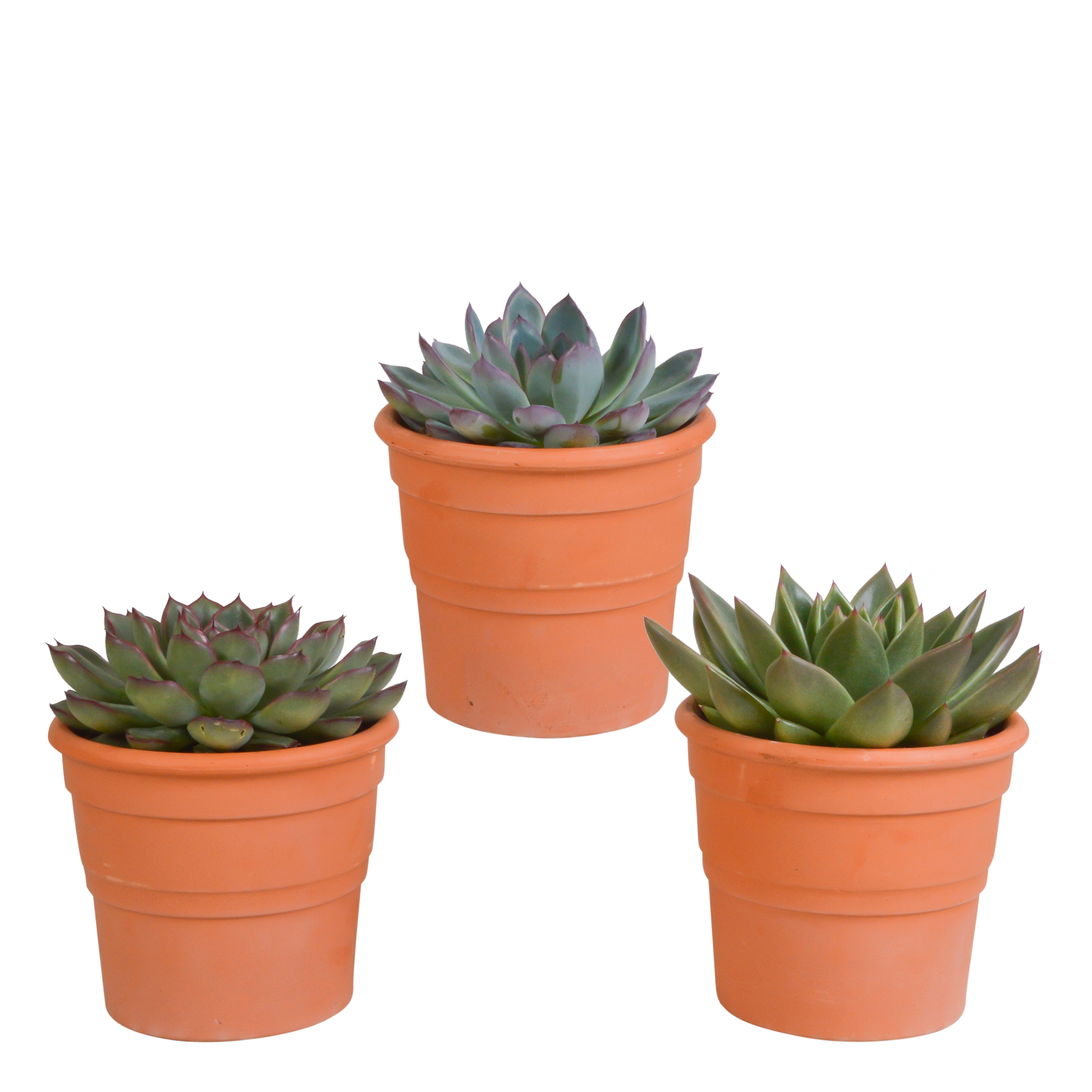 Echeveria mix 10.5 cm en pot. Plante verte type Echeveria mix 10.5 cm, livrée en pot, idéale pour intérieur lumineux.