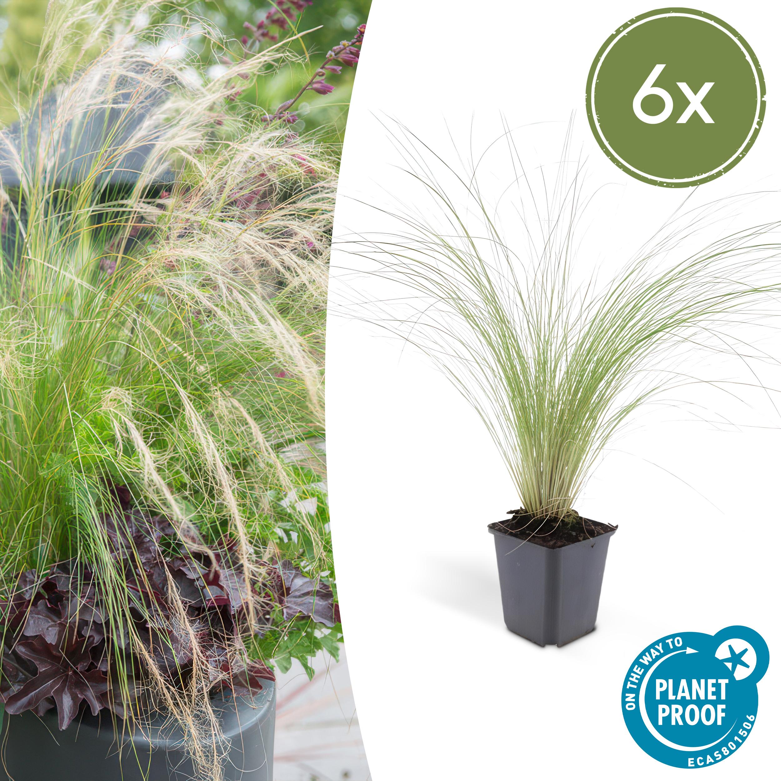 6x Stipa tenuissima 'Ponytails' en pot Ø9cm  Hauteur 10cm. Plante verte type 6x Stipa tenuissima 'Ponytails', livrée en pot, idéale pour intérieur lumineux.