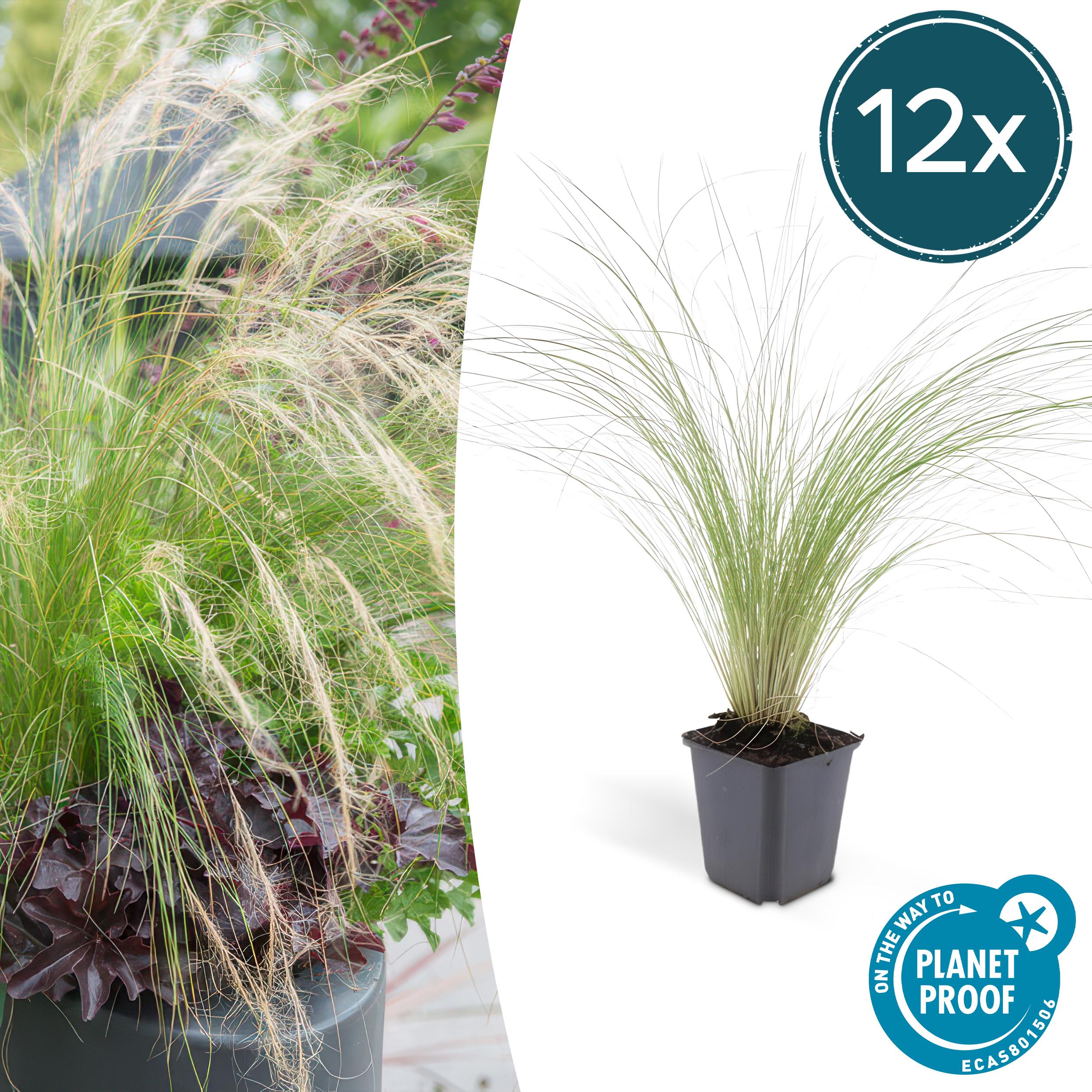 12x Stipa tenuissima 'Ponytails' en pot Ø9cm  Hauteur 10cm. Plante verte type 12x Stipa tenuissima 'Ponytails', livrée en pot, idéale pour intérieur lumineux.