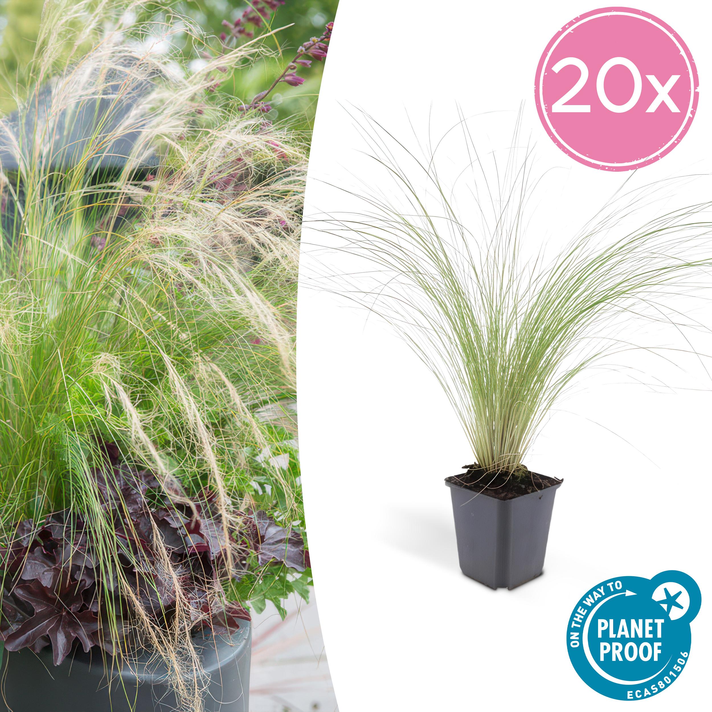 20x Stipa tenuissima 'Ponytails' en pot Ø9cm  Hauteur 10cm. Plante verte type 20x Stipa tenuissima 'Ponytails', livrée en pot, idéale pour intérieur lumineux.