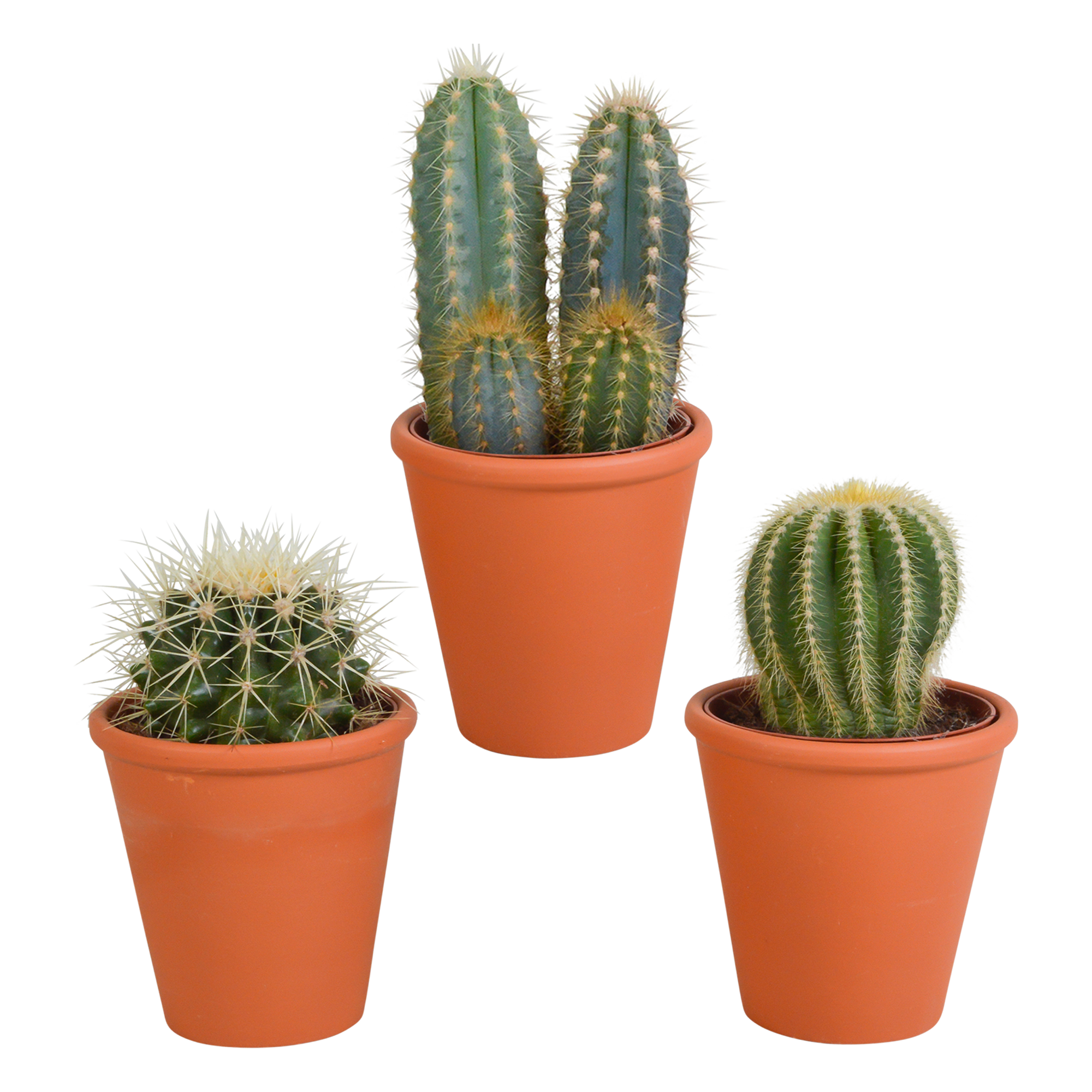 Cactus mix 8.5 cm en pot. Plante verte type Cactus mix 8.5 cm, livrée en pot, idéale pour intérieur lumineux.