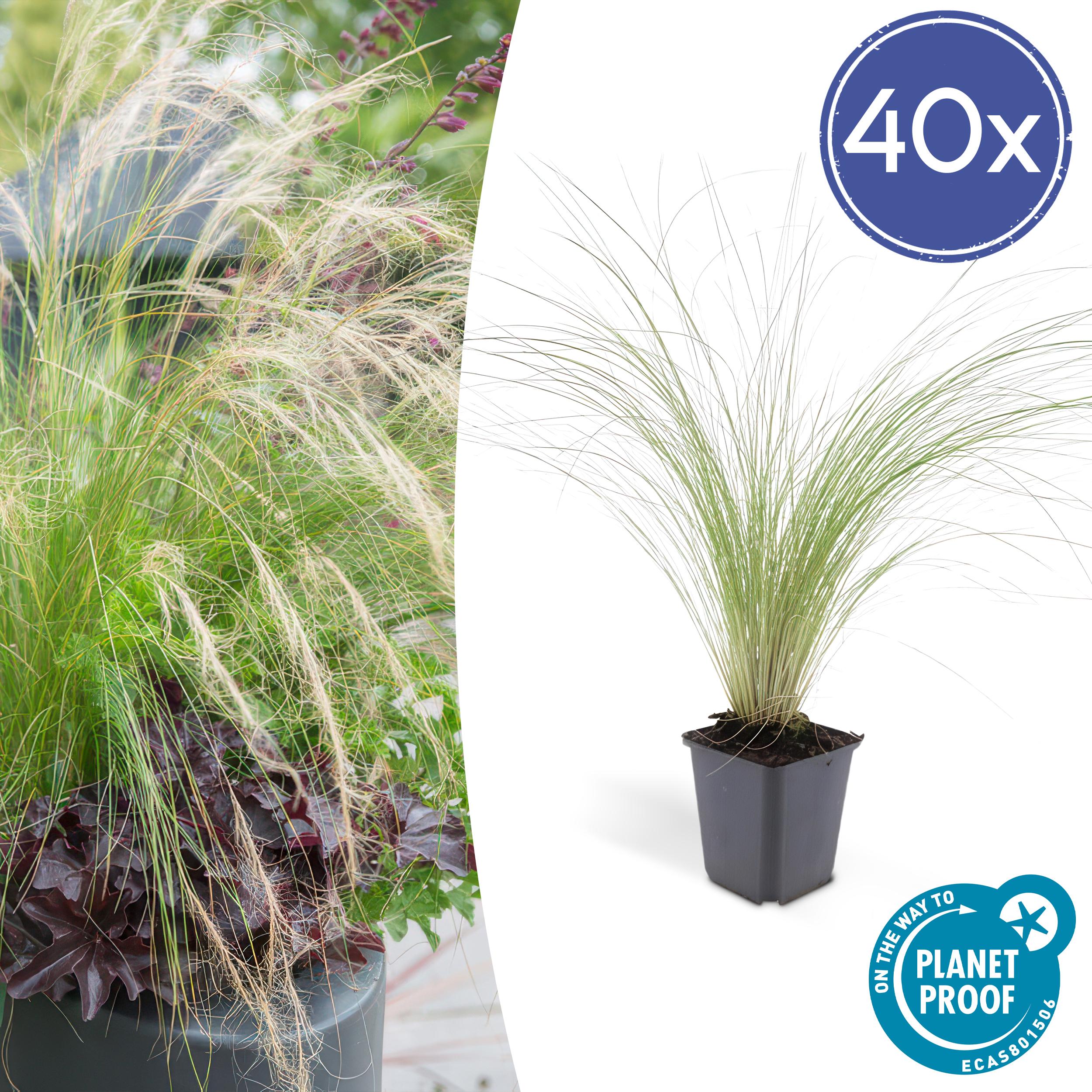 40x Stipa tenuissima 'Ponytails' en pot Ø9cm  Hauteur 10cm. Plante verte type 40x Stipa tenuissima 'Ponytails', livrée en pot, idéale pour intérieur lumineux.