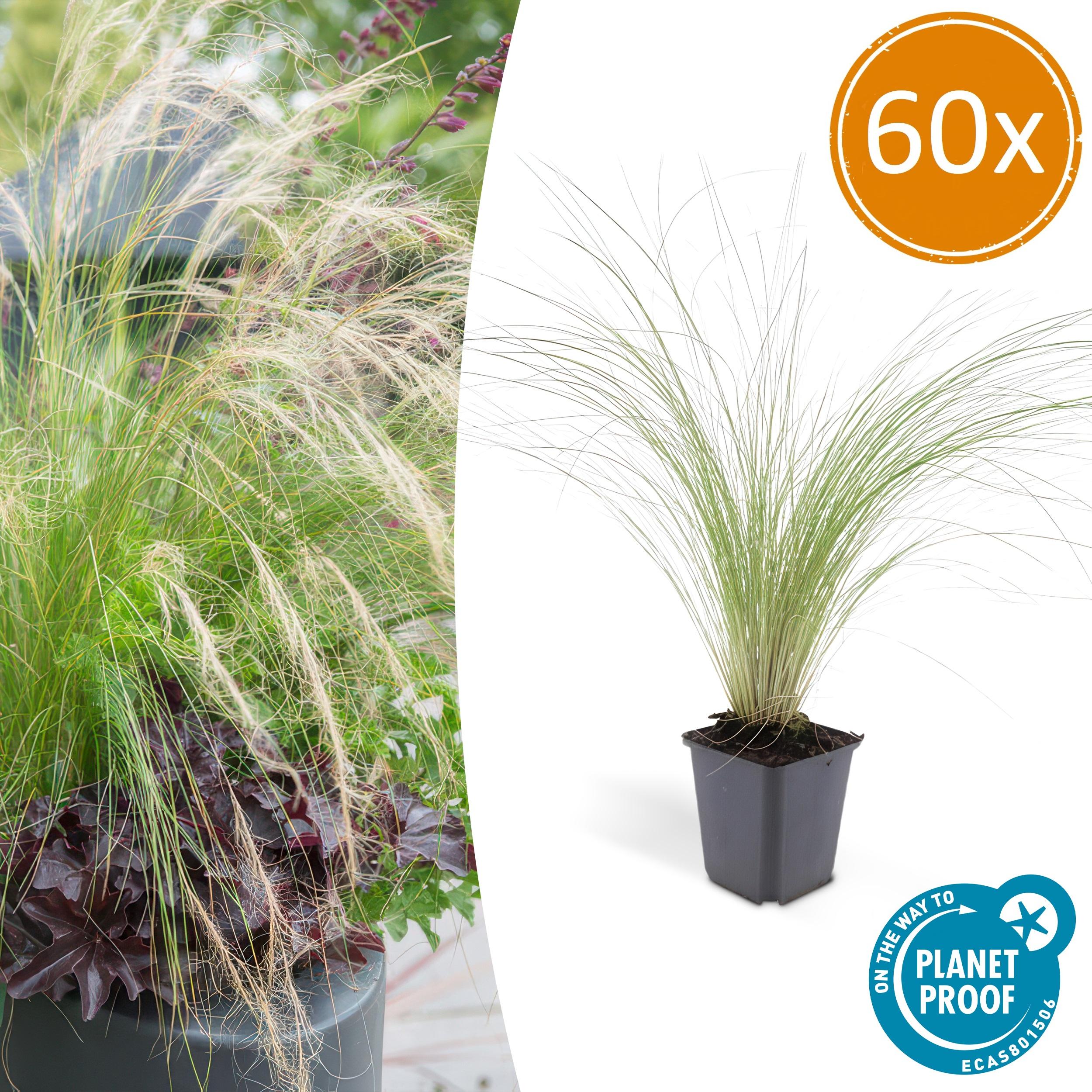 60x Stipa tenuissima 'Ponytails' en pot Ø9cm  Hauteur 10cm. Plante verte type 60x Stipa tenuissima 'Ponytails', livrée en pot, idéale pour intérieur lumineux.