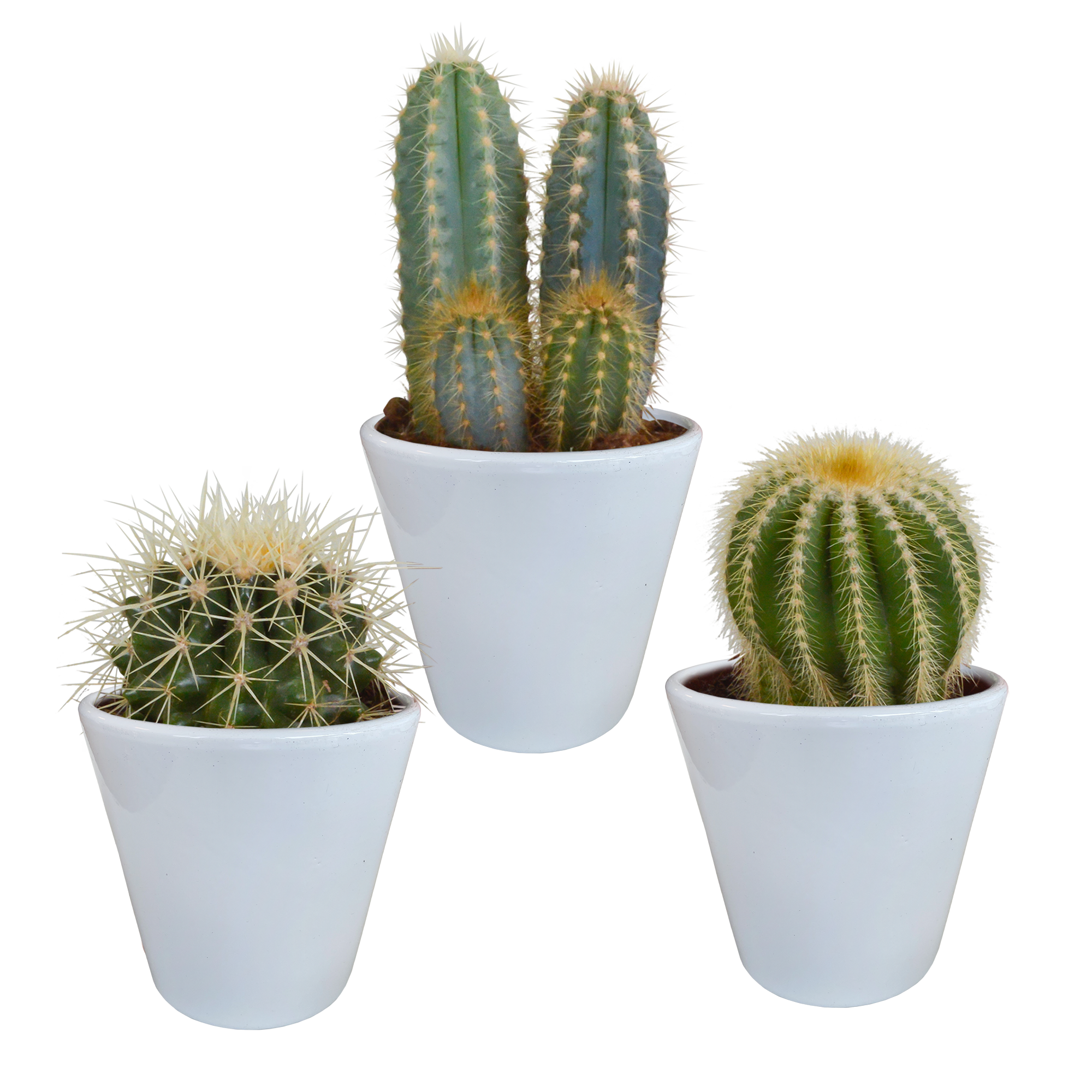 Cactus mix 8.5 cm en pot. Plante verte type Cactus mix 8.5 cm, livrée en pot, idéale pour intérieur lumineux.