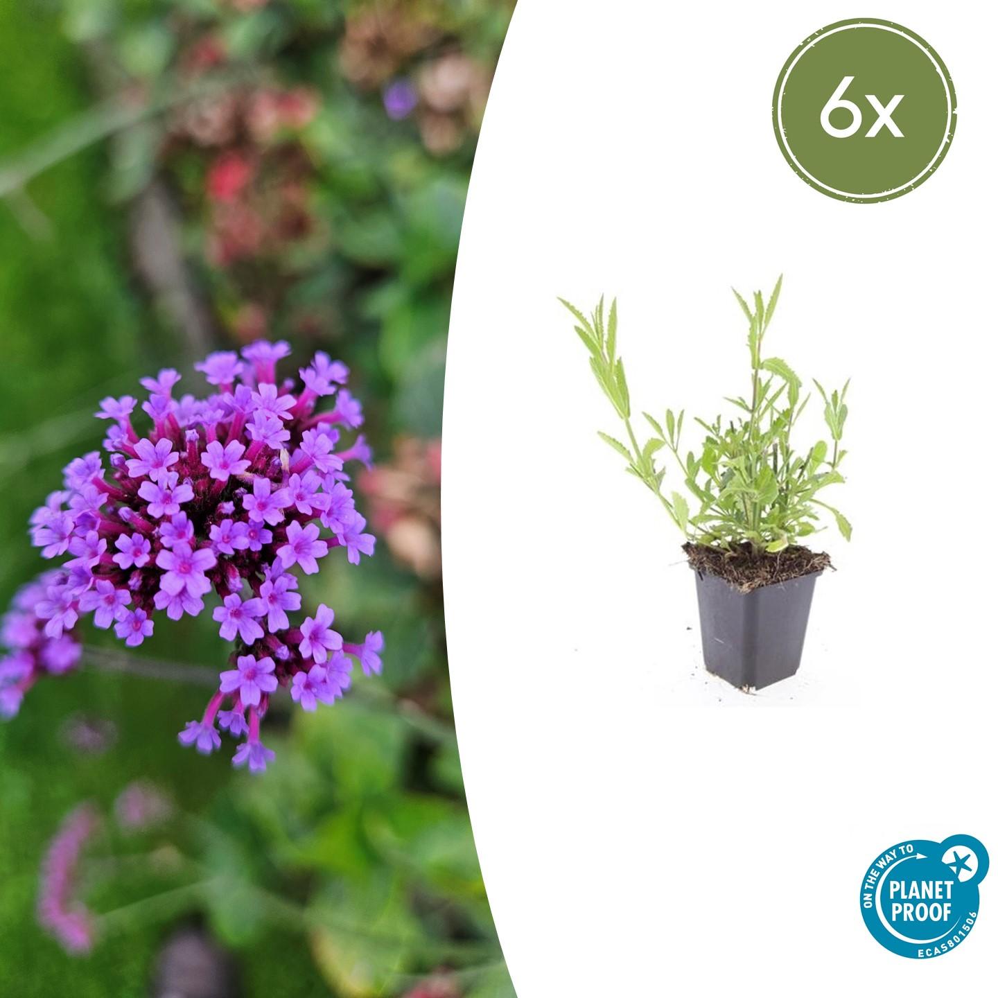 6x Verbena bonariensis en pot Ø9cm  Hauteur 10cm. Plante verte type 6x Verbena bonariensis, livrée en pot, idéale pour intérieur lumineux.