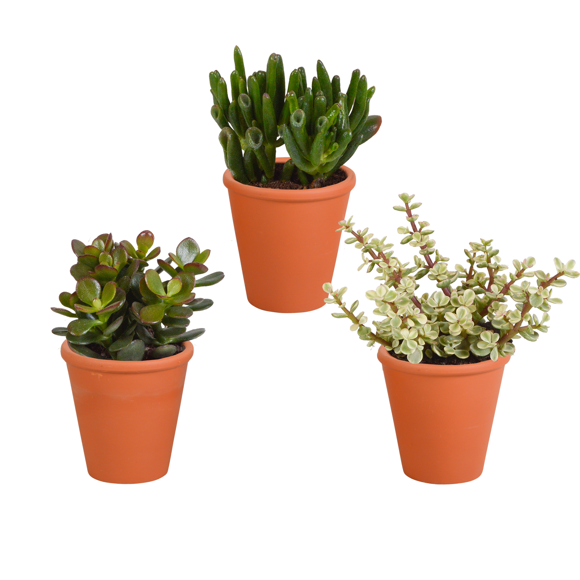 Crassula mix 8.5 cm en pot. Plante verte type Crassula mix 8.5 cm, livrée en pot, idéale pour intérieur lumineux.