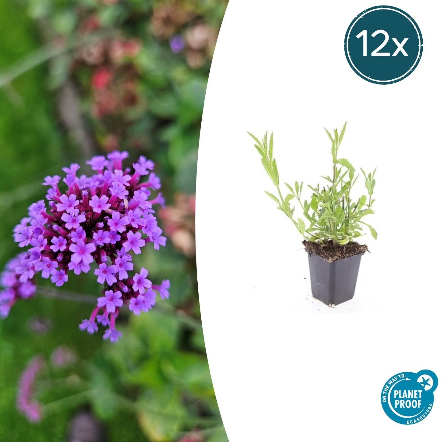 12x Verbena bonariensis en pot Ø9cm  Hauteur 10cm. Plante verte type 12x Verbena bonariensis, livrée en pot, idéale pour intérieur lumineux.