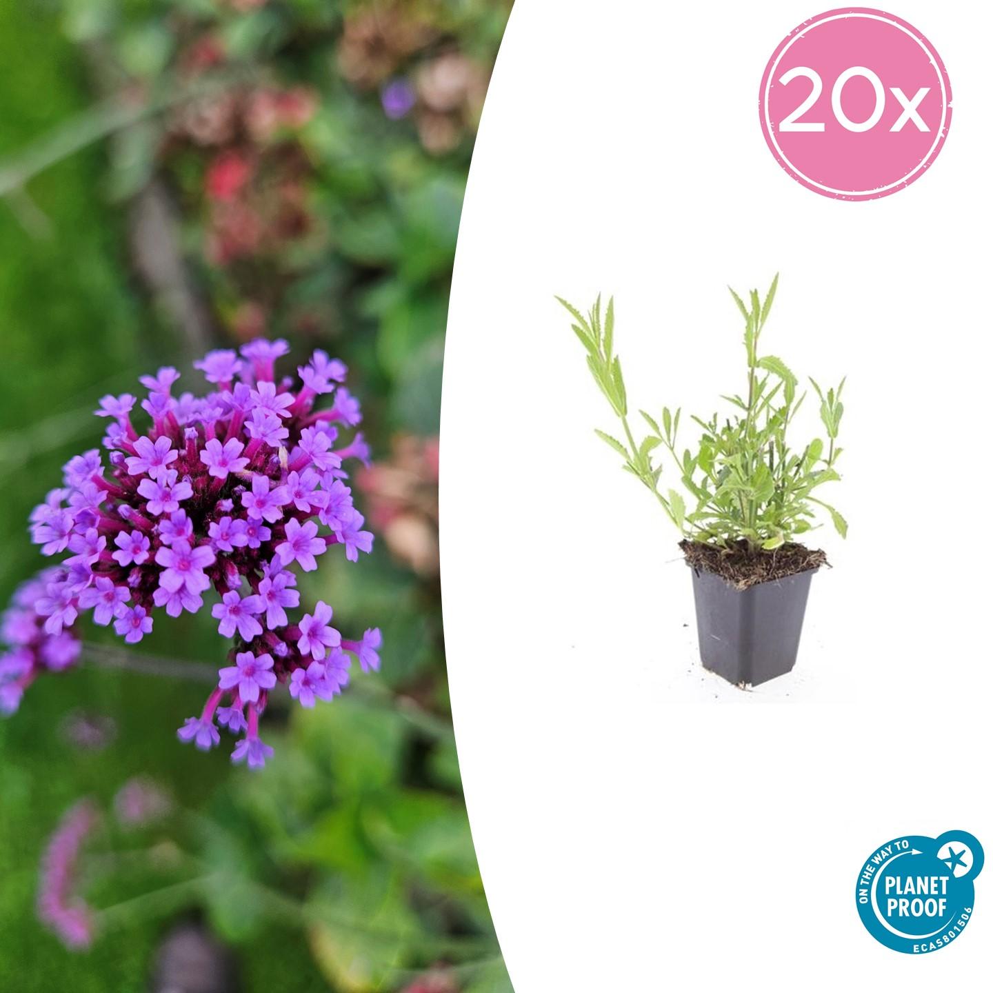 20x Verbena bonariensis en pot Ø9cm  Hauteur 10cm. Plante verte type 20x Verbena bonariensis, livrée en pot, idéale pour intérieur lumineux.