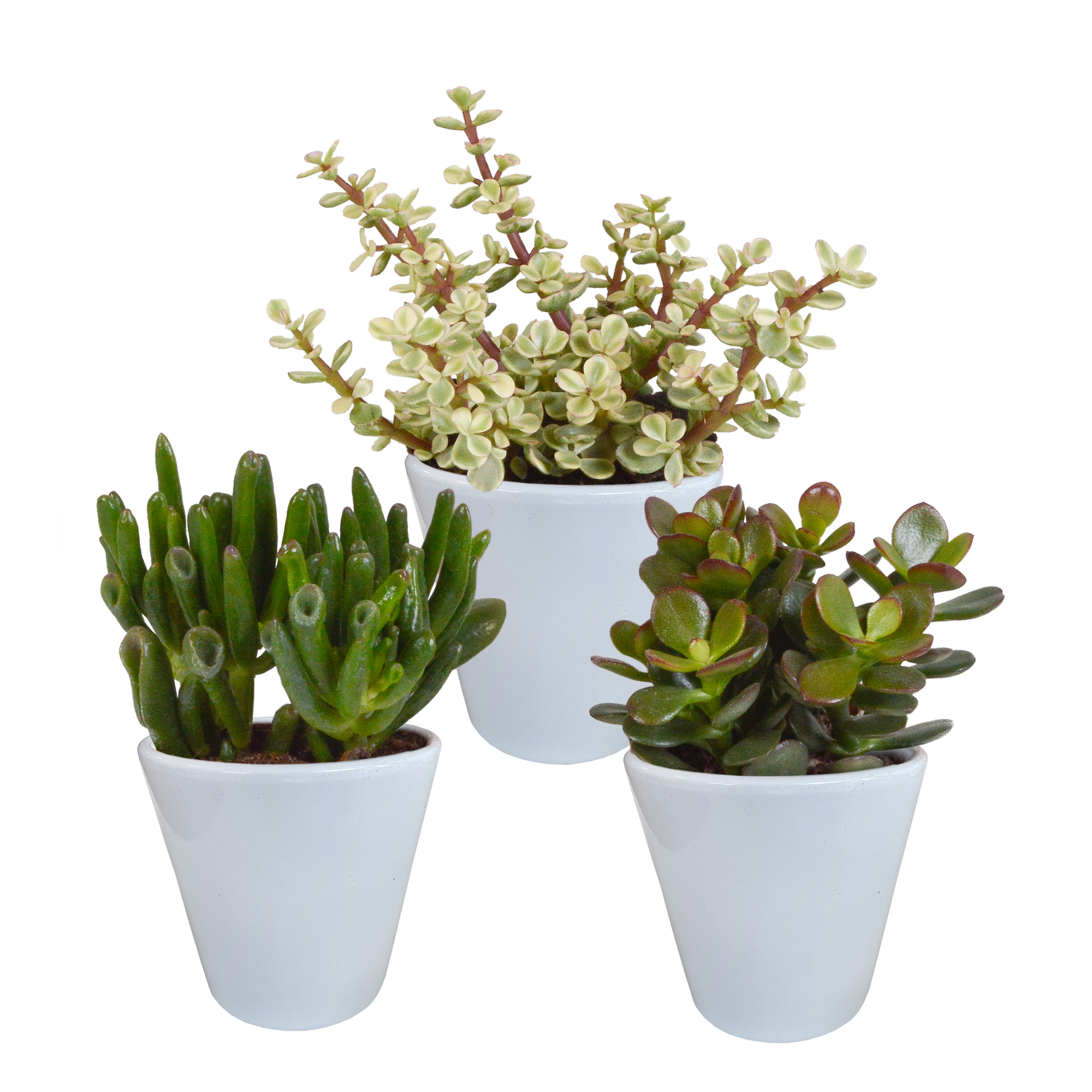 Crassula mix 8.5 cm en pot. Plante verte type Crassula mix 8.5 cm, livrée en pot, idéale pour intérieur lumineux.