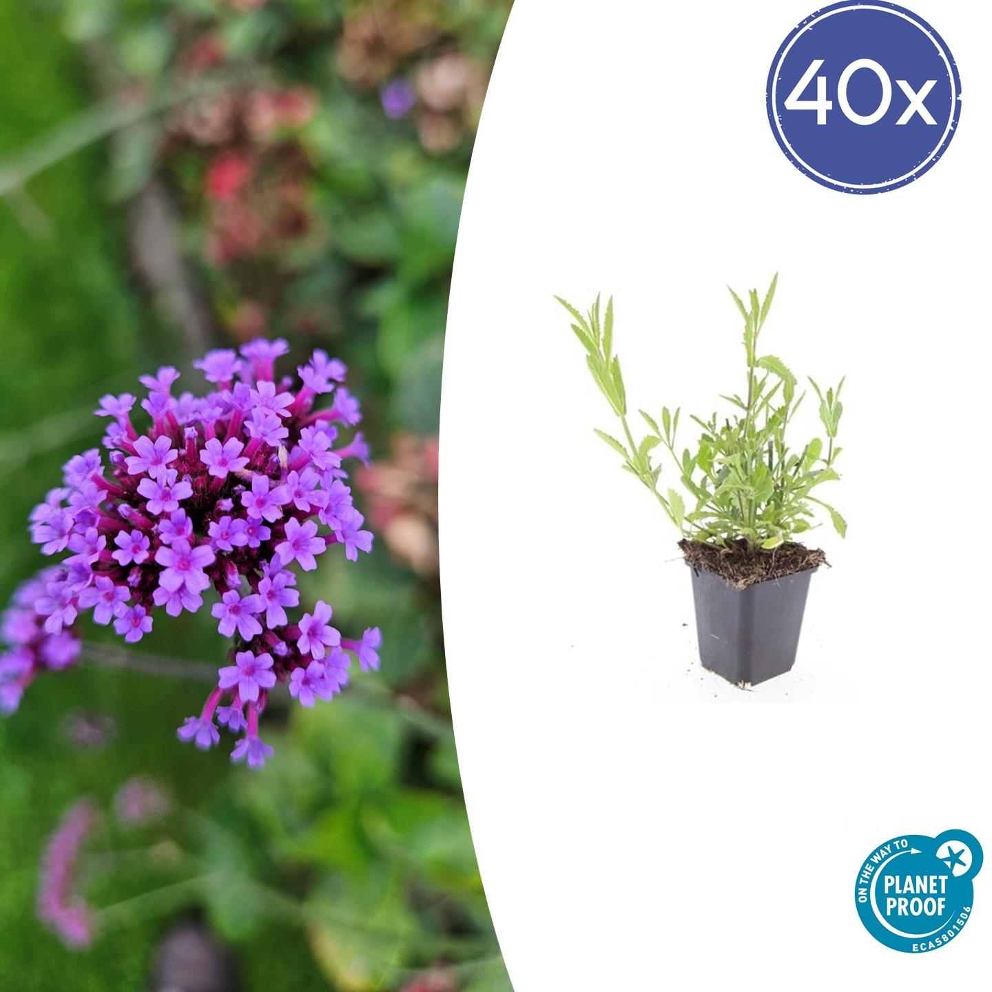 40x Verbena bonariensis en pot Ø9cm  Hauteur 10cm. Plante verte type 40x Verbena bonariensis, livrée en pot, idéale pour intérieur lumineux.