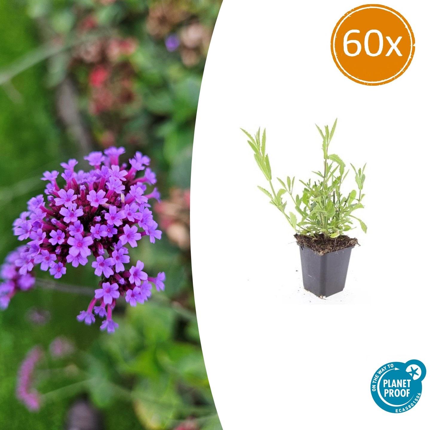 60x Verbena bonariensis en pot Ø9cm  Hauteur 10cm. Plante verte type 60x Verbena bonariensis, livrée en pot, idéale pour intérieur lumineux.