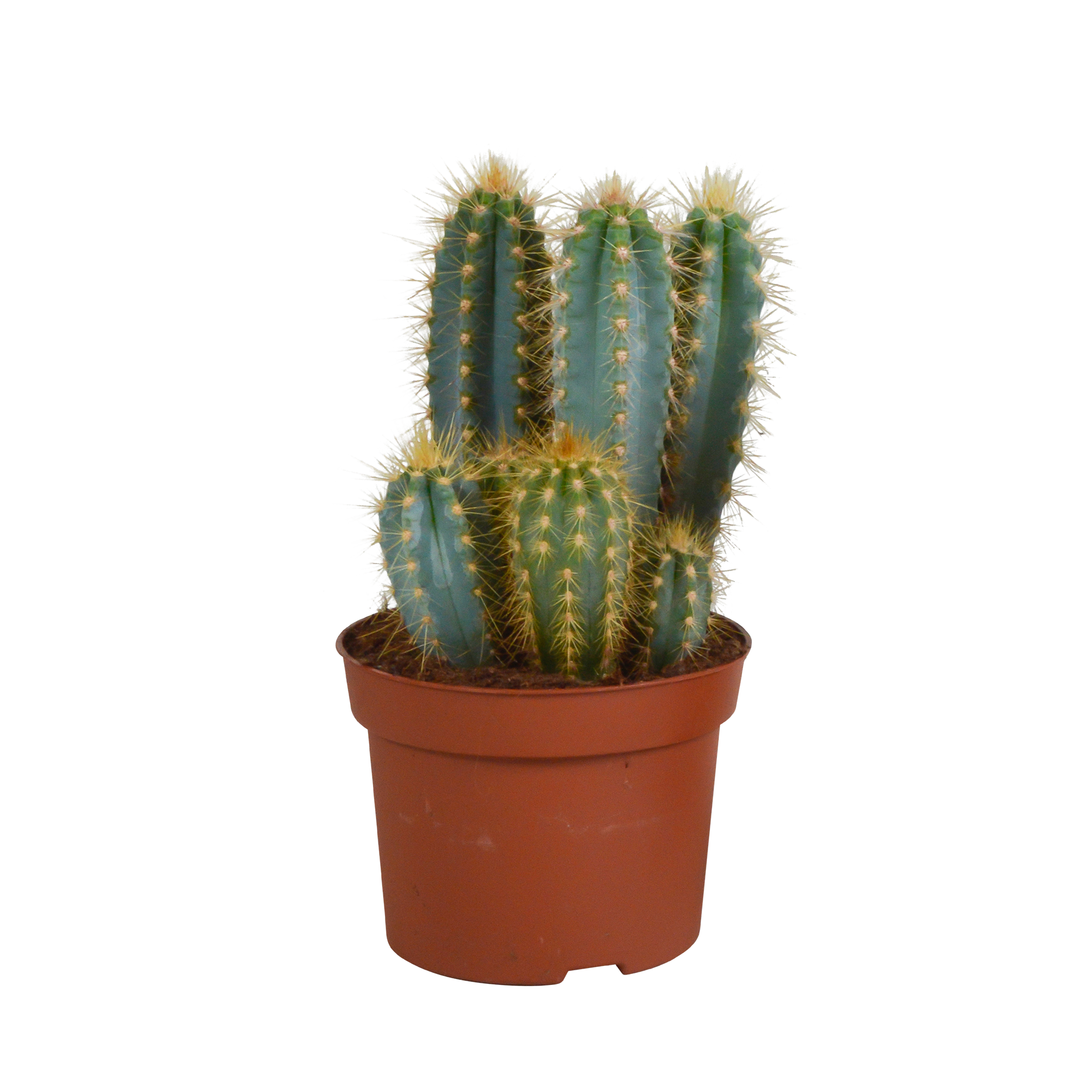 Pilosocereus azureus en pot. Plante verte type Pilosocereus azureus, livrée en pot, idéale pour intérieur lumineux.