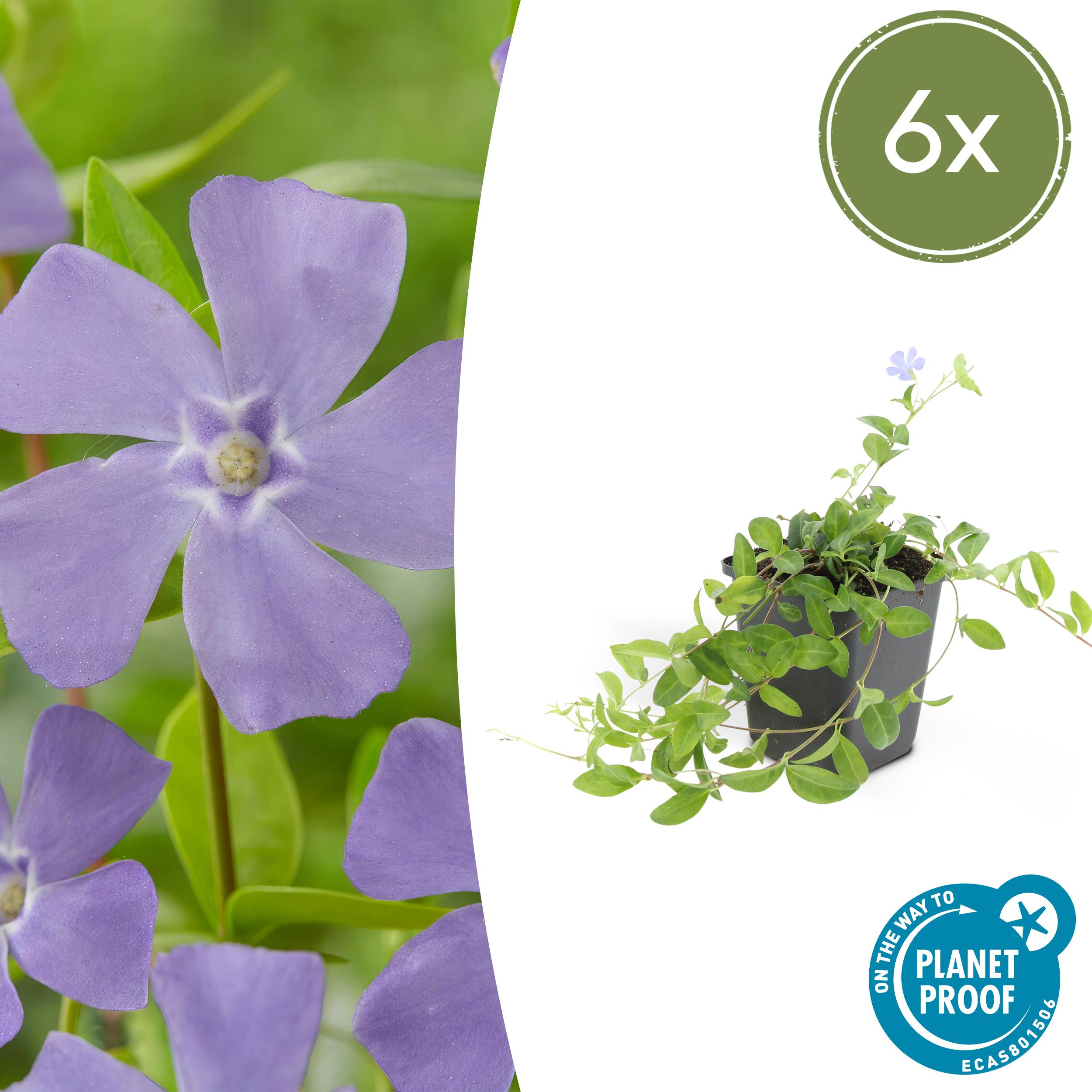 6x Vinca minor en pot Ø9cm  Hauteur 10cm. Plante verte type 6x Vinca minor, livrée en pot, idéale pour intérieur lumineux.