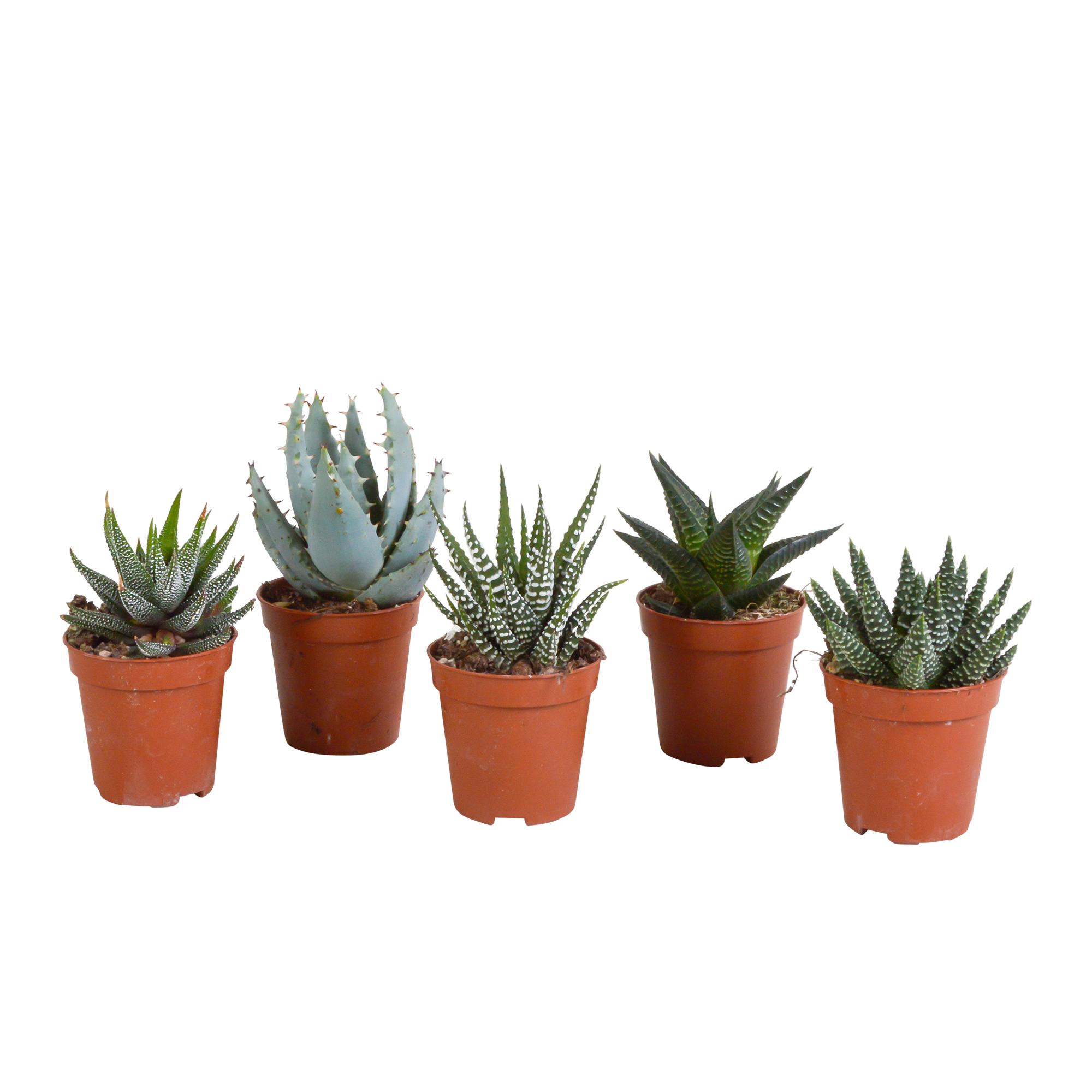 Gasteria/Haworthia mix 5,5cm en pot. Plante verte type Gasteria/Haworthia mix 5,5cm, livrée en pot, idéale pour intérieur lumineux.
