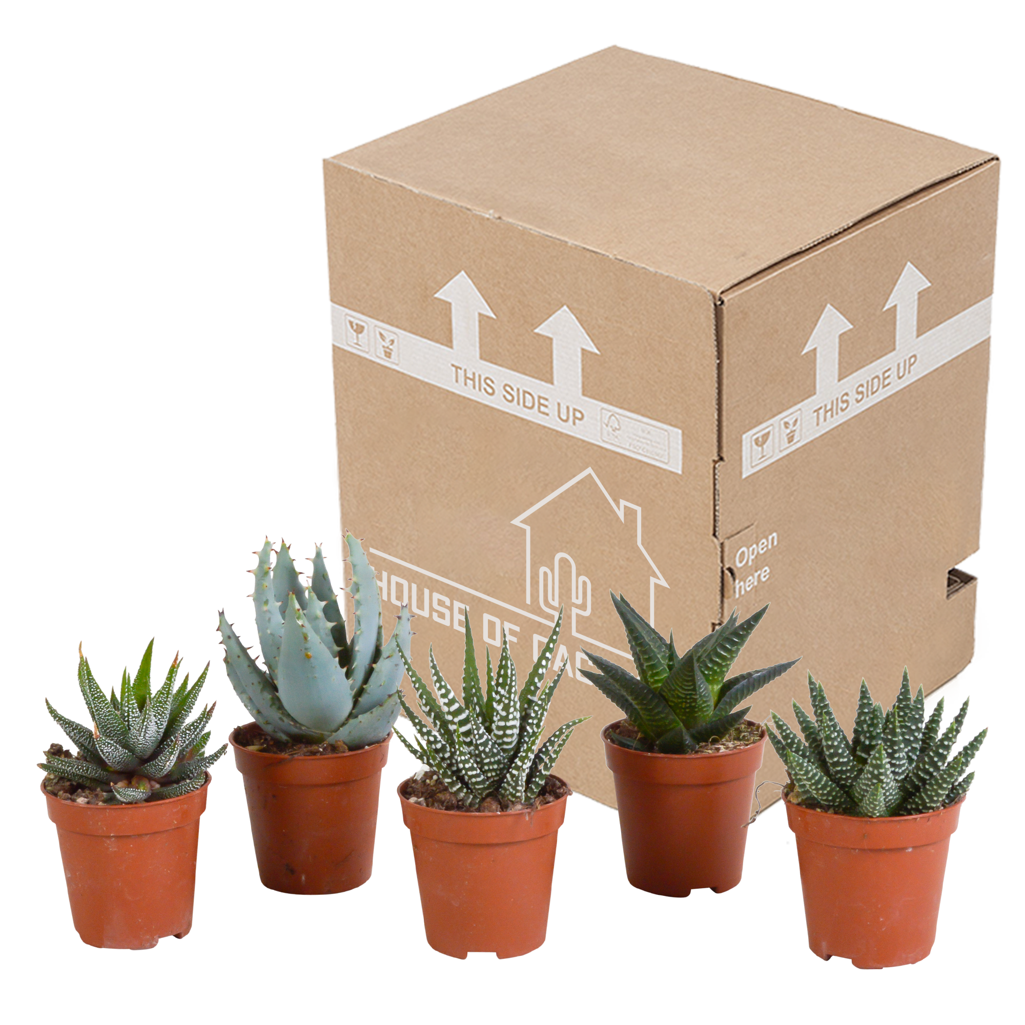 Gasteria/Haworthia mix 5,5cm en pot. Plante verte type Gasteria/Haworthia mix 5,5cm, livrée en pot, idéale pour intérieur lumineux. – Image 3