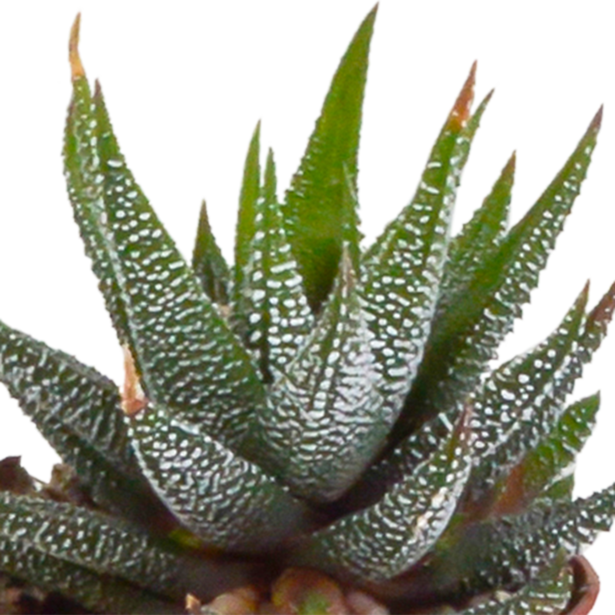 Gasteria/Haworthia mix 5,5cm en pot. Plante verte type Gasteria/Haworthia mix 5,5cm, livrée en pot, idéale pour intérieur lumineux. – Image 4