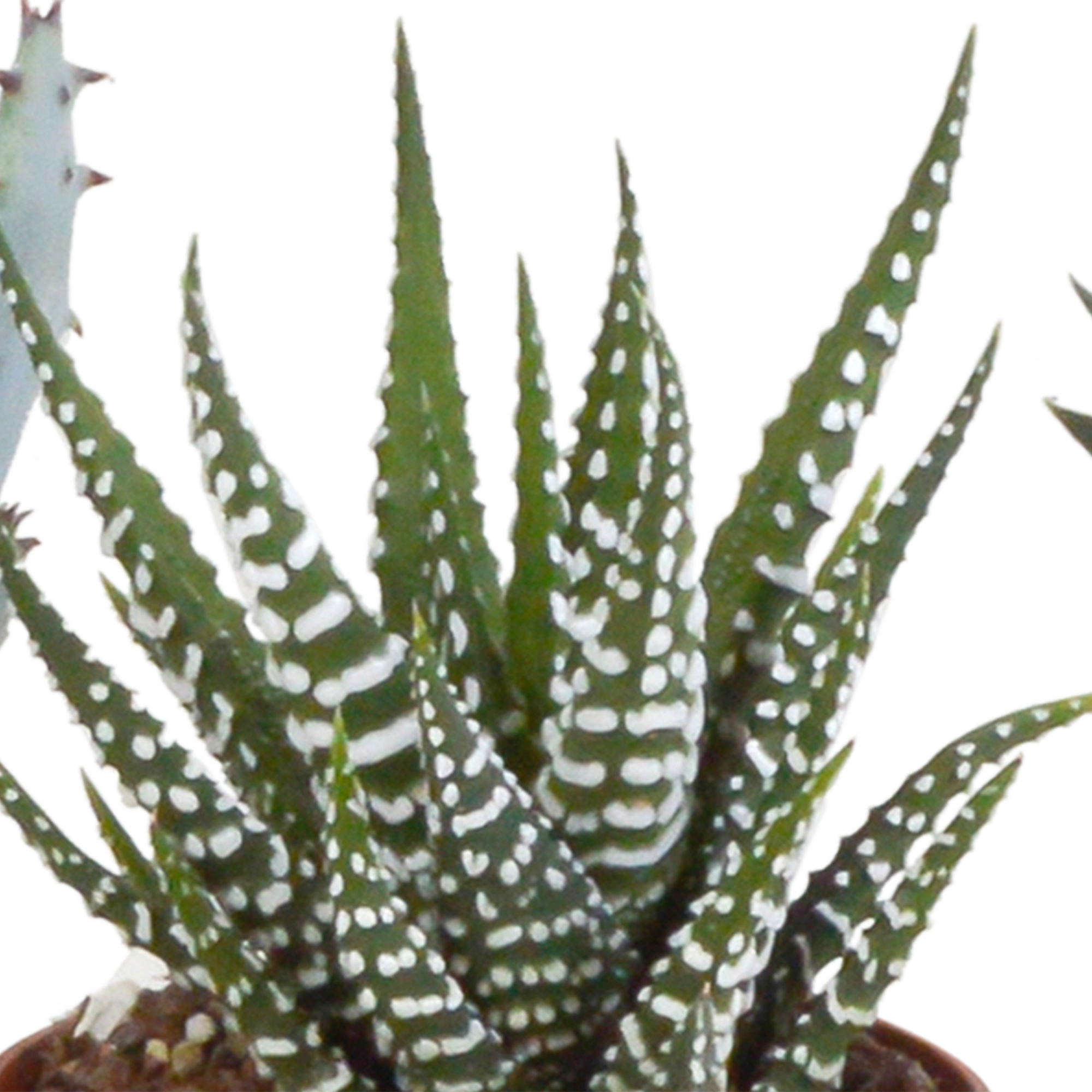 Gasteria/Haworthia mix 5,5cm en pot. Plante verte type Gasteria/Haworthia mix 5,5cm, livrée en pot, idéale pour intérieur lumineux. – Image 5