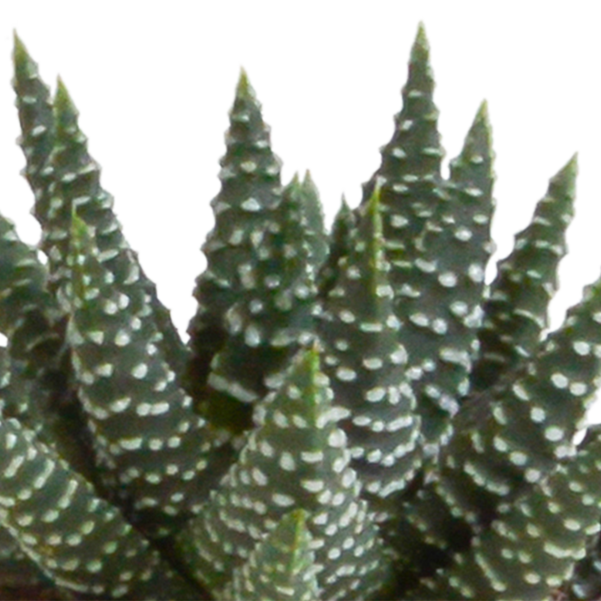 Gasteria/Haworthia mix 5,5cm en pot. Plante verte type Gasteria/Haworthia mix 5,5cm, livrée en pot, idéale pour intérieur lumineux. – Image 6