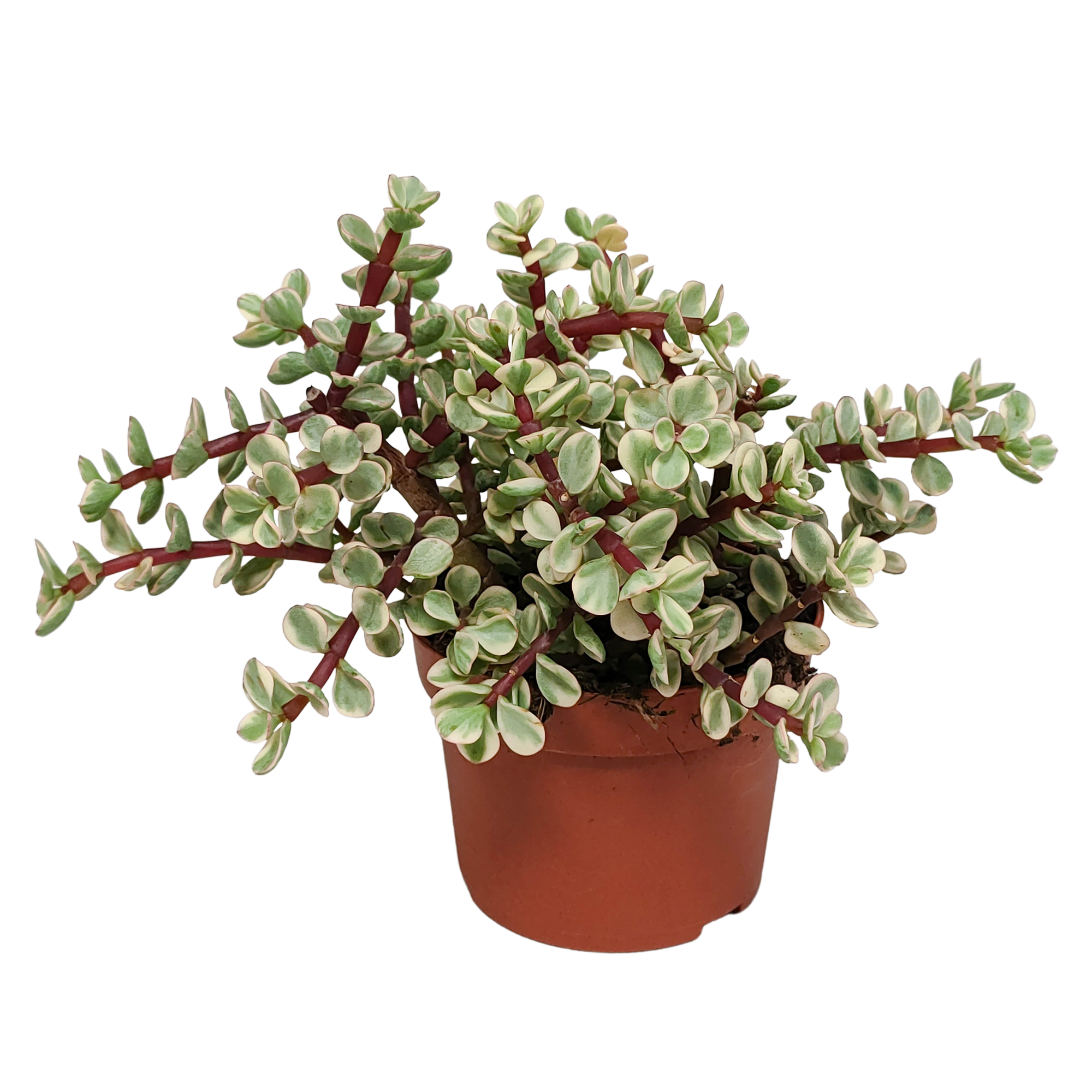 Portulacaria afra Variegata 10,5cm en pot. Plante verte type Portulacaria afra Variegata 10,5cm, livrée en pot, idéale pour intérieur lumineux.