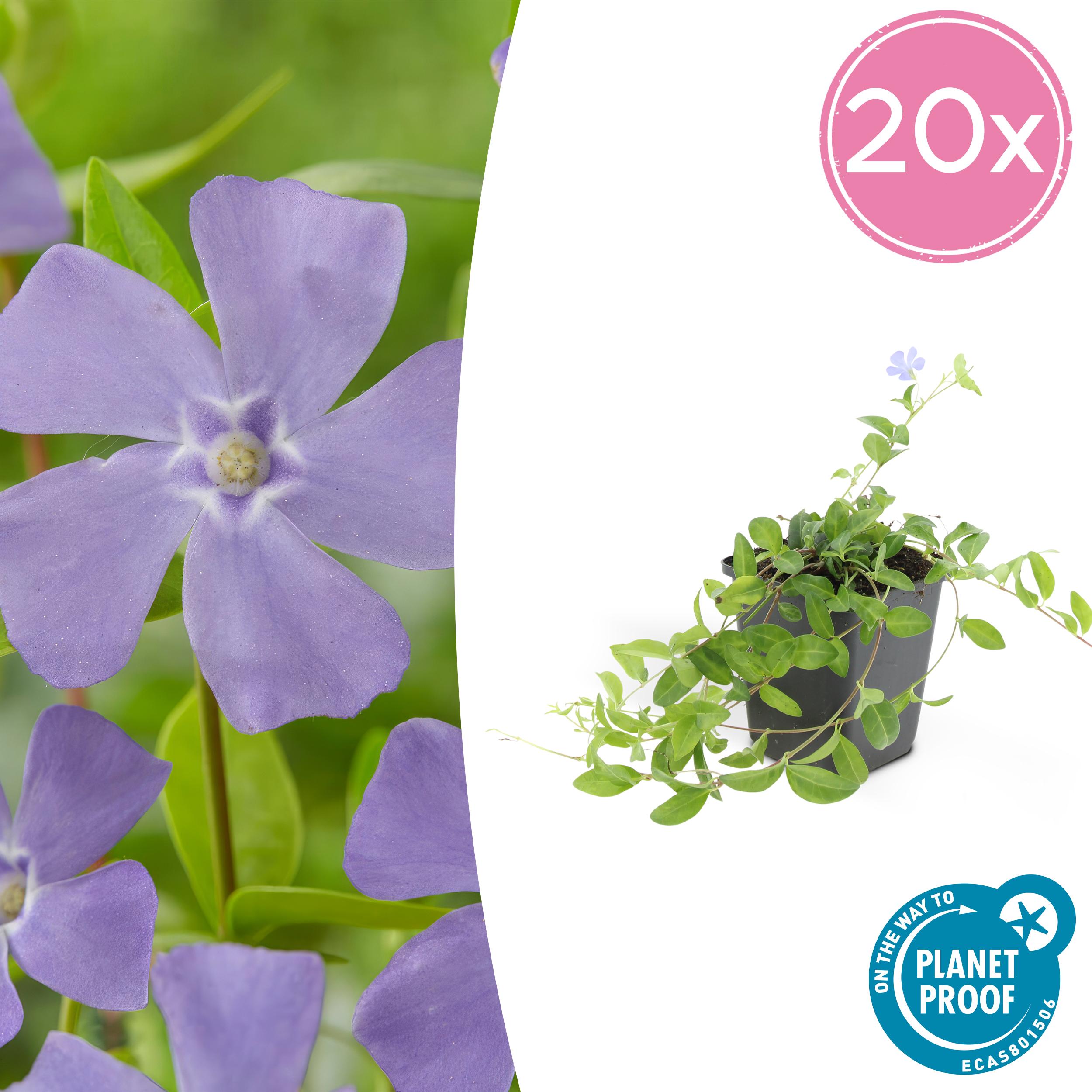 20x Vinca minor en pot Ø9cm  Hauteur 10cm. Plante verte type 20x Vinca minor, livrée en pot, idéale pour intérieur lumineux.