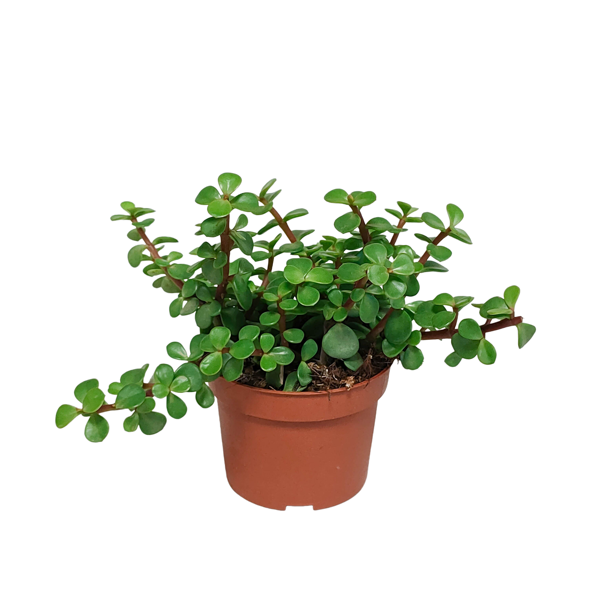 Portulacaria afra en pot. Plante verte type Portulacaria afra, livrée en pot, idéale pour intérieur lumineux.