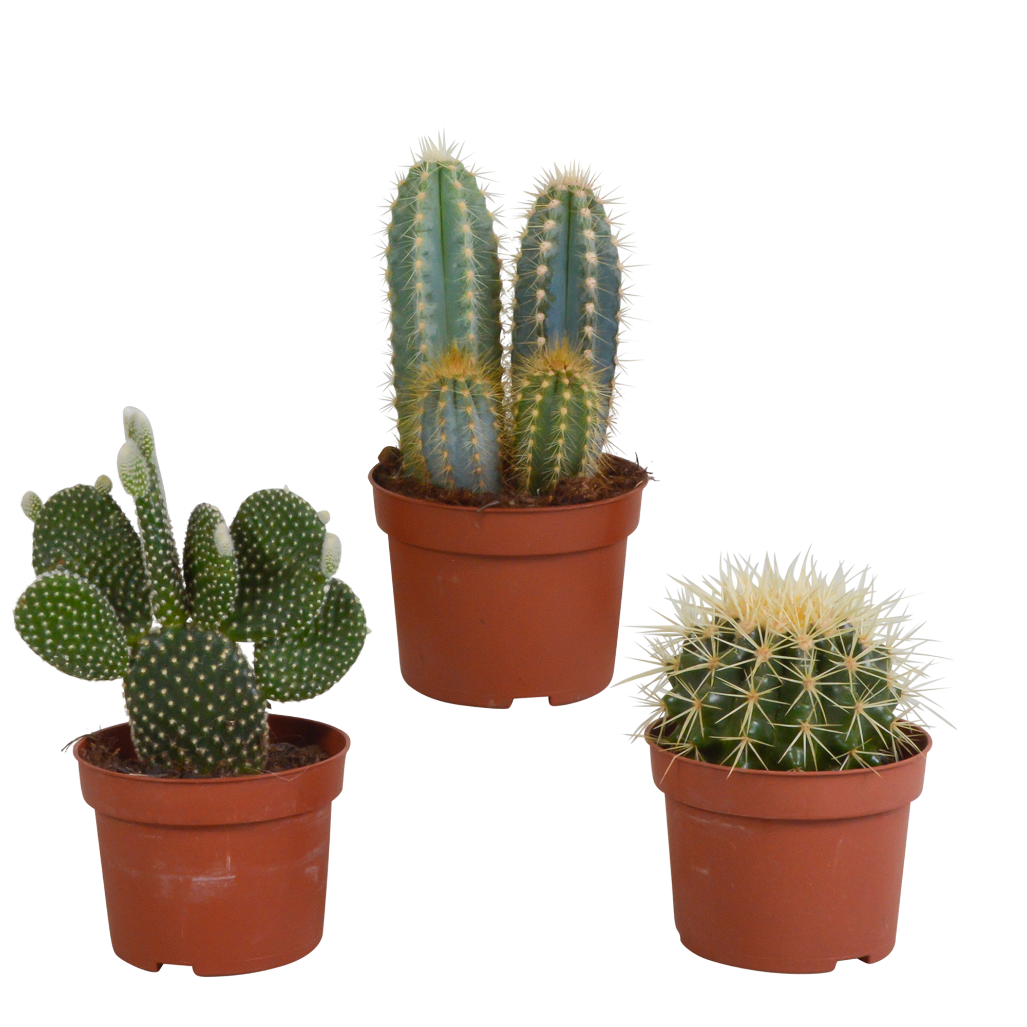 Cactus mix 10.5 cm en pot. Plante verte type Cactus mix 10.5 cm, livrée en pot, idéale pour intérieur lumineux.