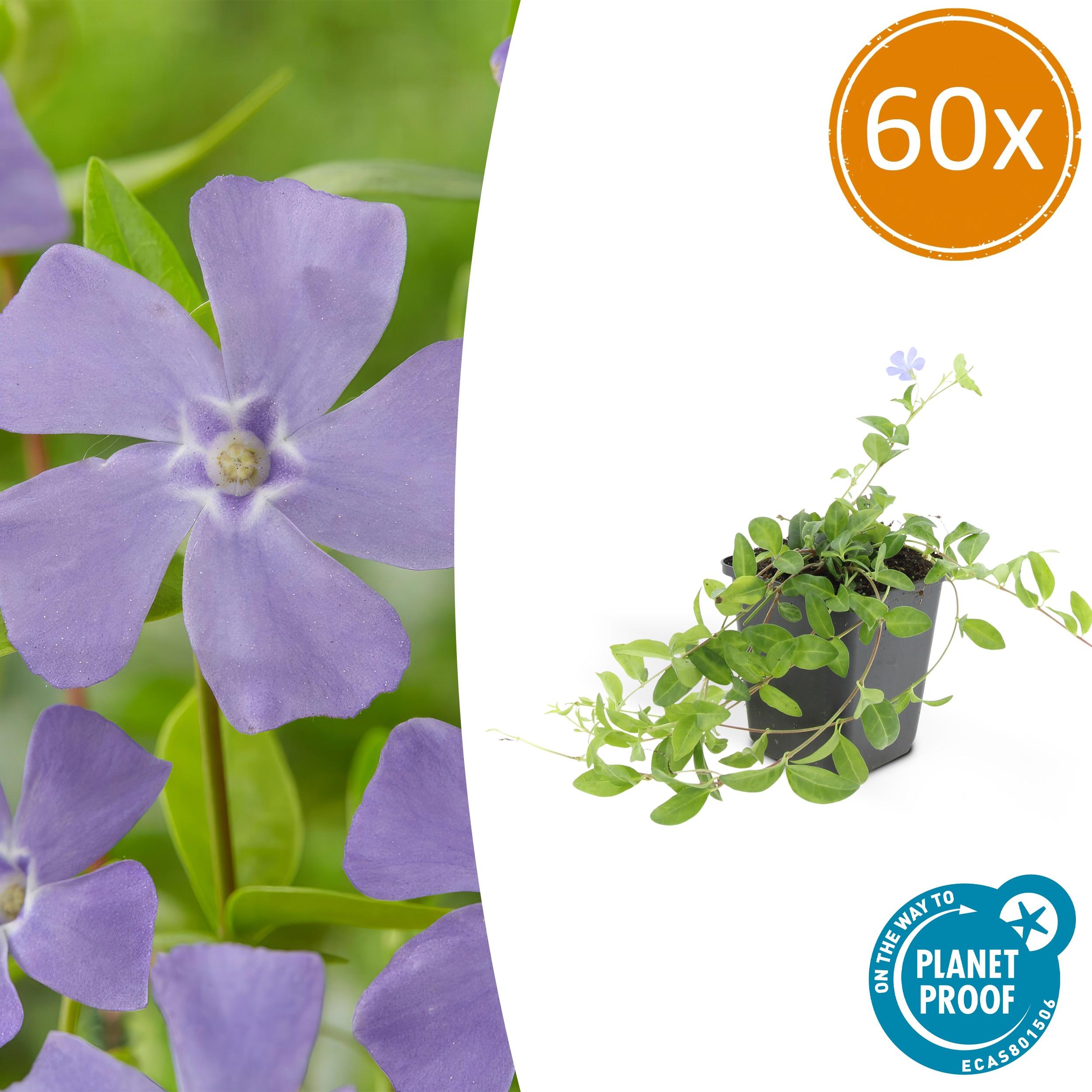 60x Vinca minor en pot Ø9cm  Hauteur 10cm. Plante verte type 60x Vinca minor, livrée en pot, idéale pour intérieur lumineux.