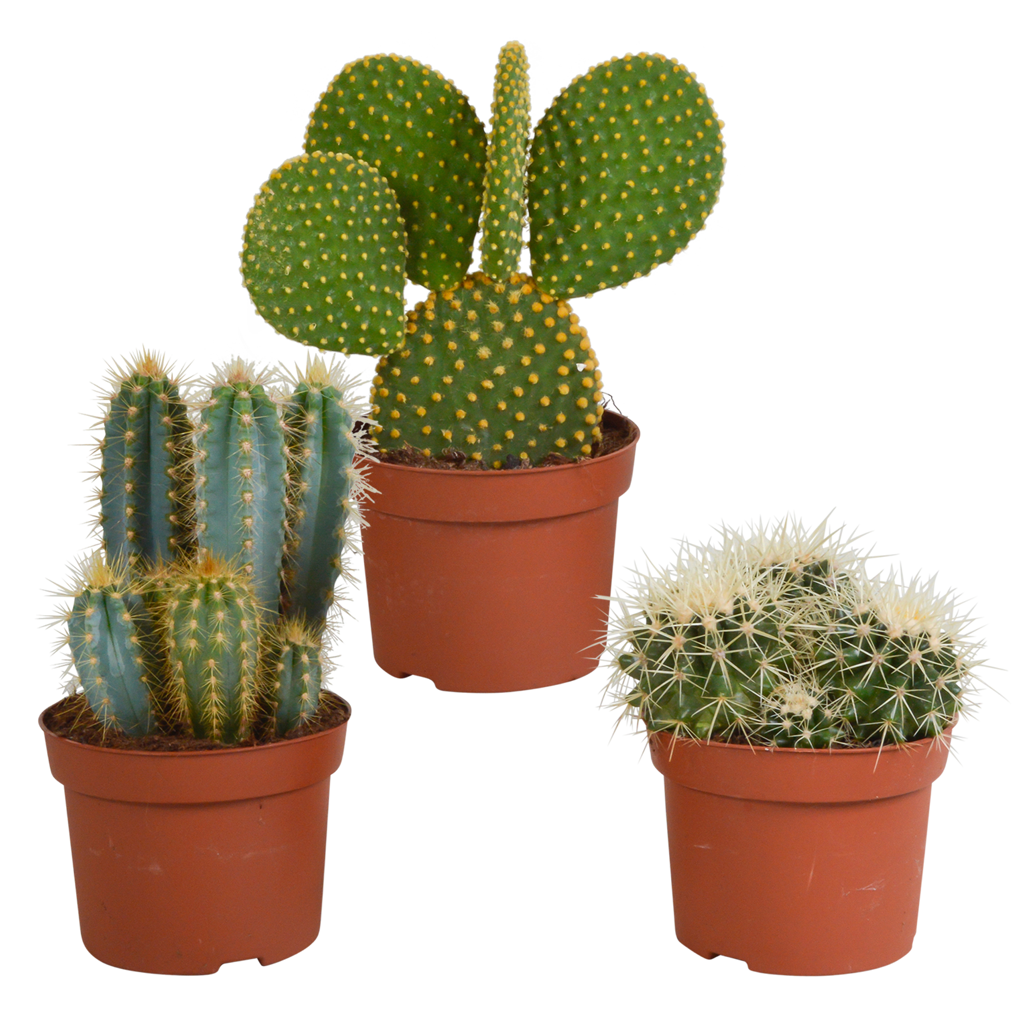 Cactus mix 10.5 cm en pot. Plante verte type Cactus mix 10.5 cm, livrée en pot, idéale pour intérieur lumineux.