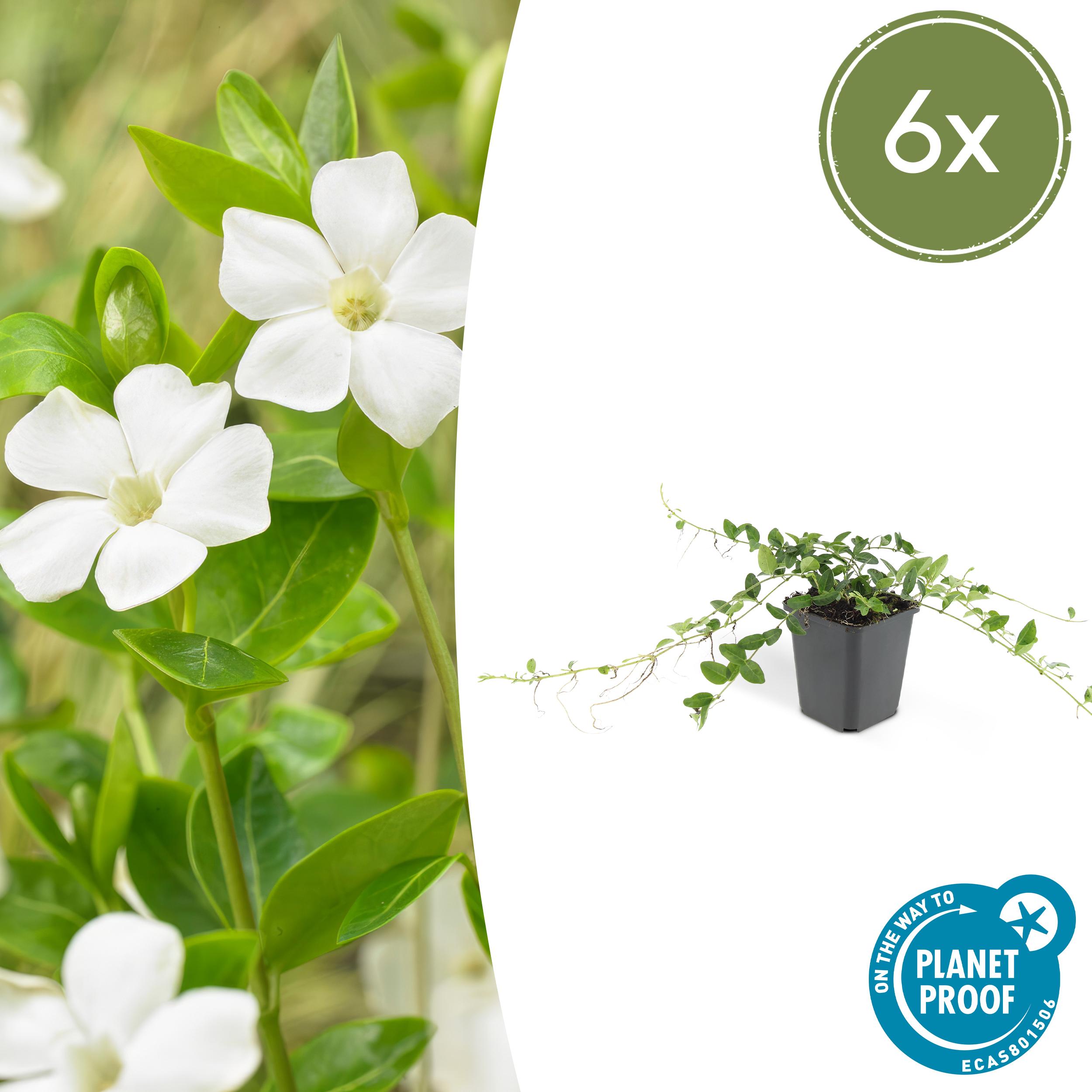 6x Vinca minor 'Alba' en pot Ø9cm  Hauteur 10cm. Plante verte type 6x Vinca minor 'Alba', livrée en pot, idéale pour intérieur lumineux.
