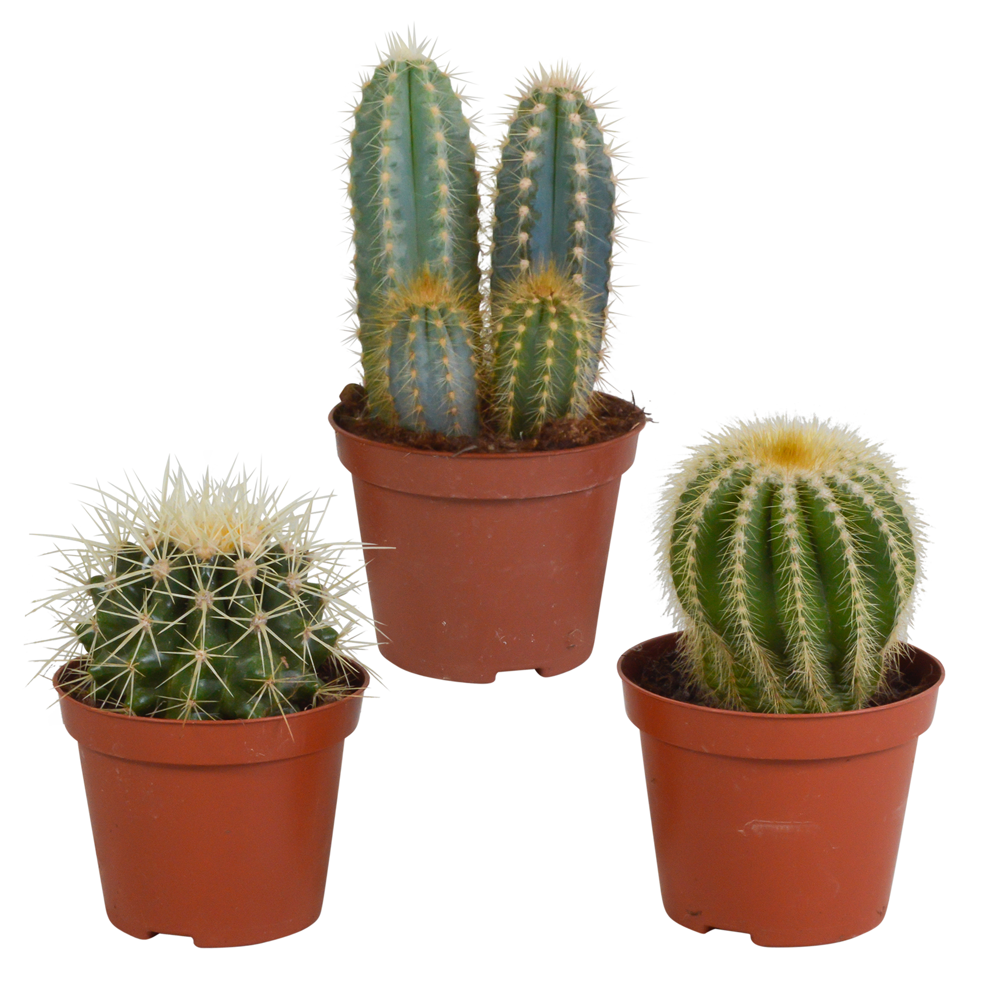 Cactus mix 8.5 cm en pot. Plante verte type Cactus mix 8.5 cm, livrée en pot, idéale pour intérieur lumineux.