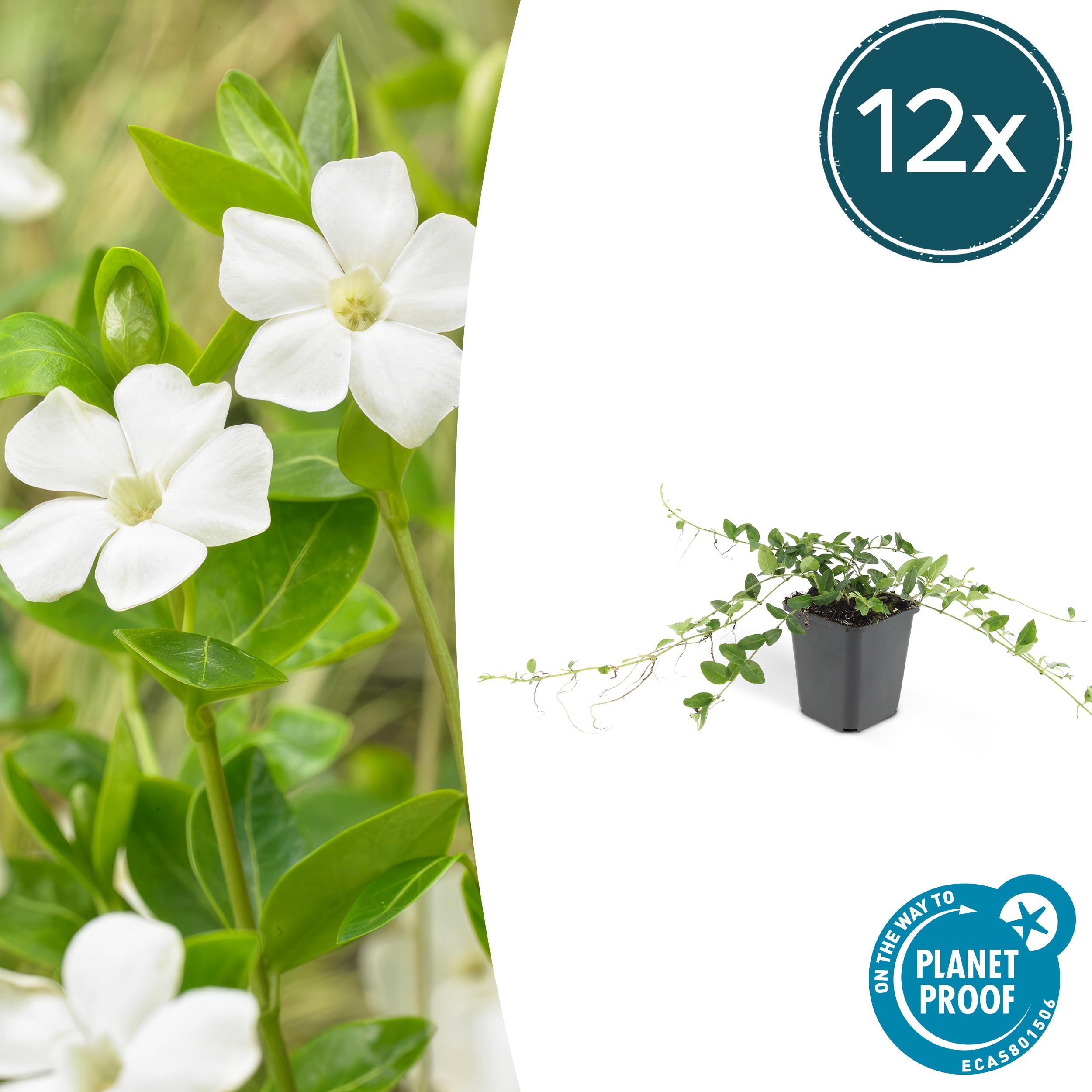 12x Vinca minor 'Alba' en pot Ø9cm  Hauteur 10cm. Plante verte type 12x Vinca minor 'Alba', livrée en pot, idéale pour intérieur lumineux.