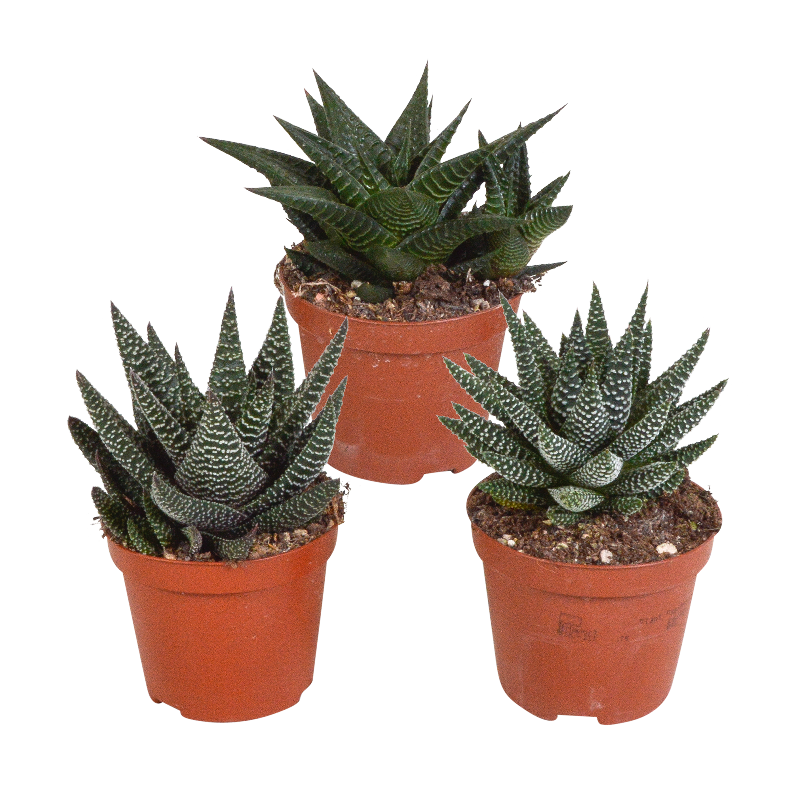 Gasteria/Haworthia mix 8,5cm en pot. Plante verte type Gasteria/Haworthia mix 8,5cm, livrée en pot, idéale pour intérieur lumineux.
