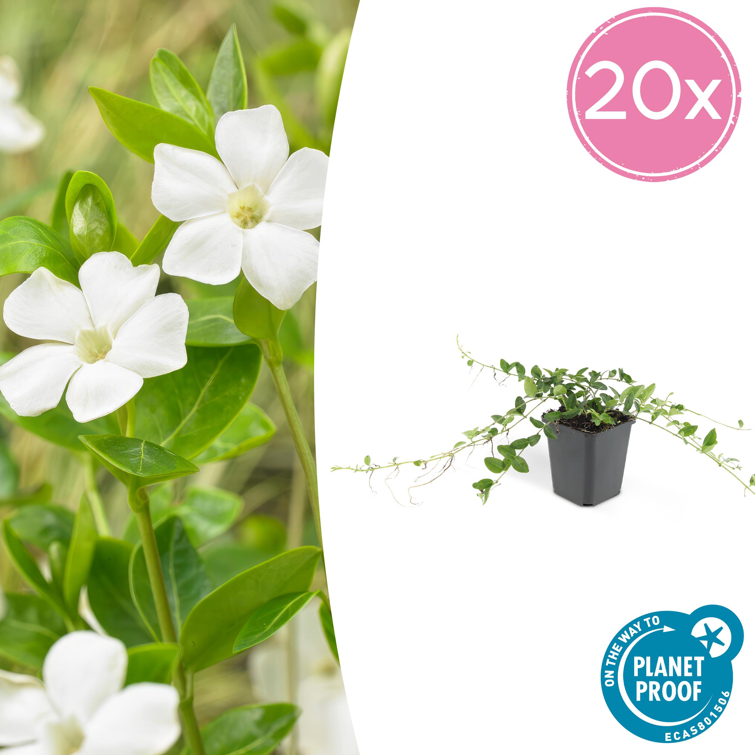 20x Vinca minor 'Alba' en pot Ø9cm  Hauteur 10cm. Plante verte type 20x Vinca minor 'Alba', livrée en pot, idéale pour intérieur lumineux.