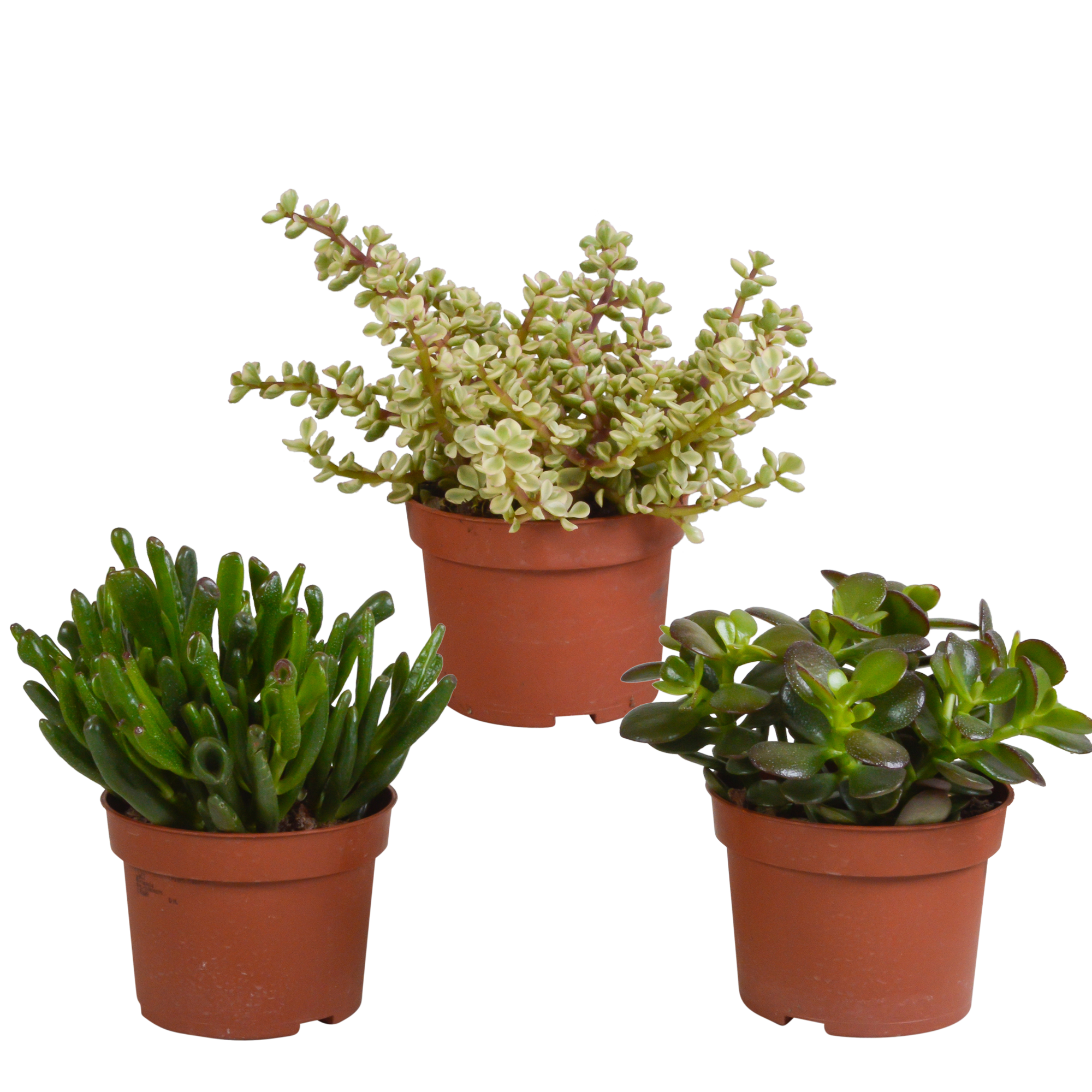 Crassula mix 10,5 cm en pot. Plante verte type Crassula mix 10,5 cm, livrée en pot, idéale pour intérieur lumineux.