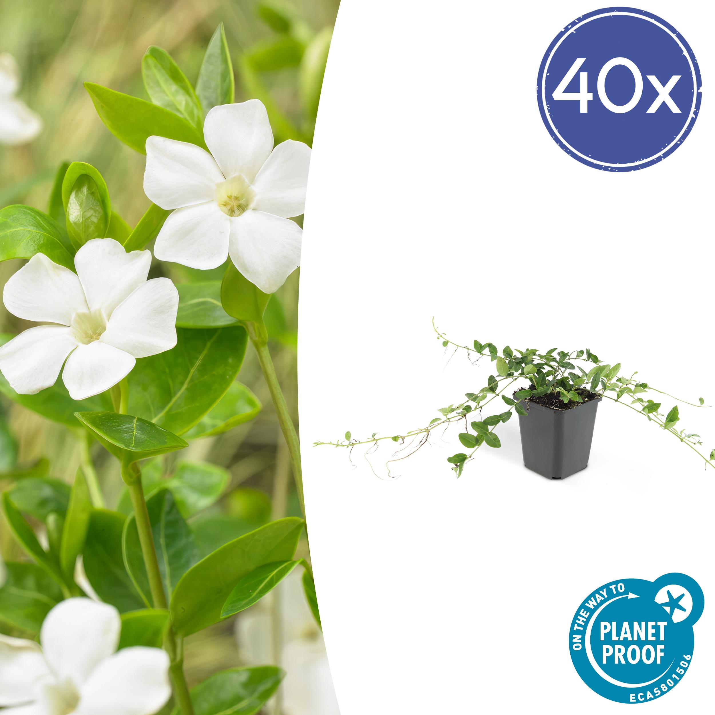 40x Vinca minor 'Alba' en pot Ø9cm  Hauteur 10cm. Plante verte type 40x Vinca minor 'Alba', livrée en pot, idéale pour intérieur lumineux.