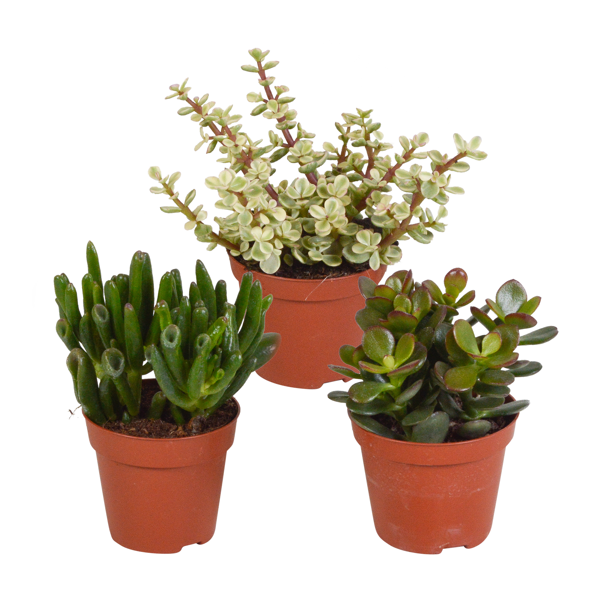 Crassula mix 8.5 cm en pot. Plante verte type Crassula mix 8.5 cm, livrée en pot, idéale pour intérieur lumineux.