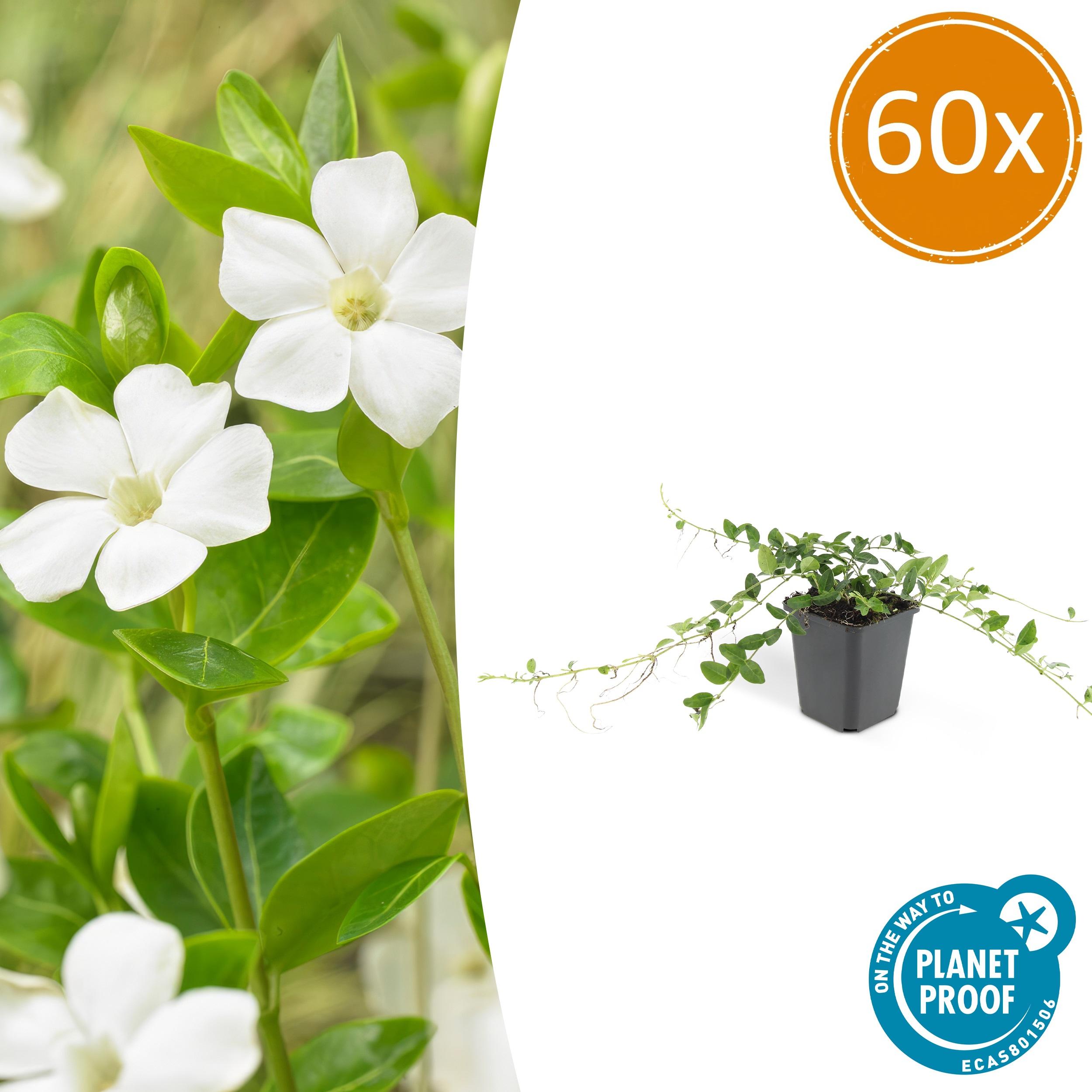 60x Vinca minor 'Alba' en pot Ø9cm  Hauteur 10cm. Plante verte type 60x Vinca minor 'Alba', livrée en pot, idéale pour intérieur lumineux.