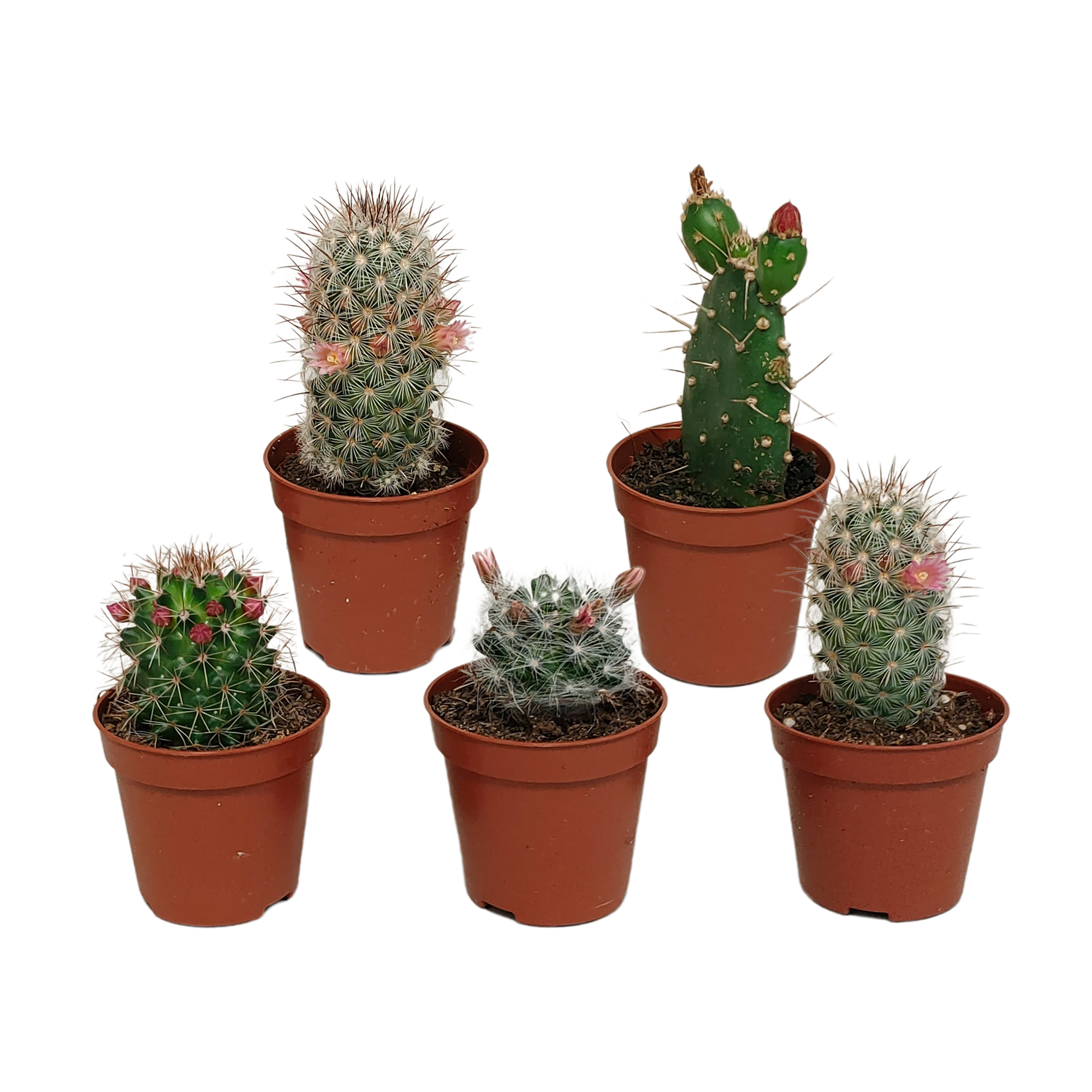 Cactus mix 5.5 cm en pot. Plante verte type Cactus mix 5.5 cm, livrée en pot, idéale pour intérieur lumineux.