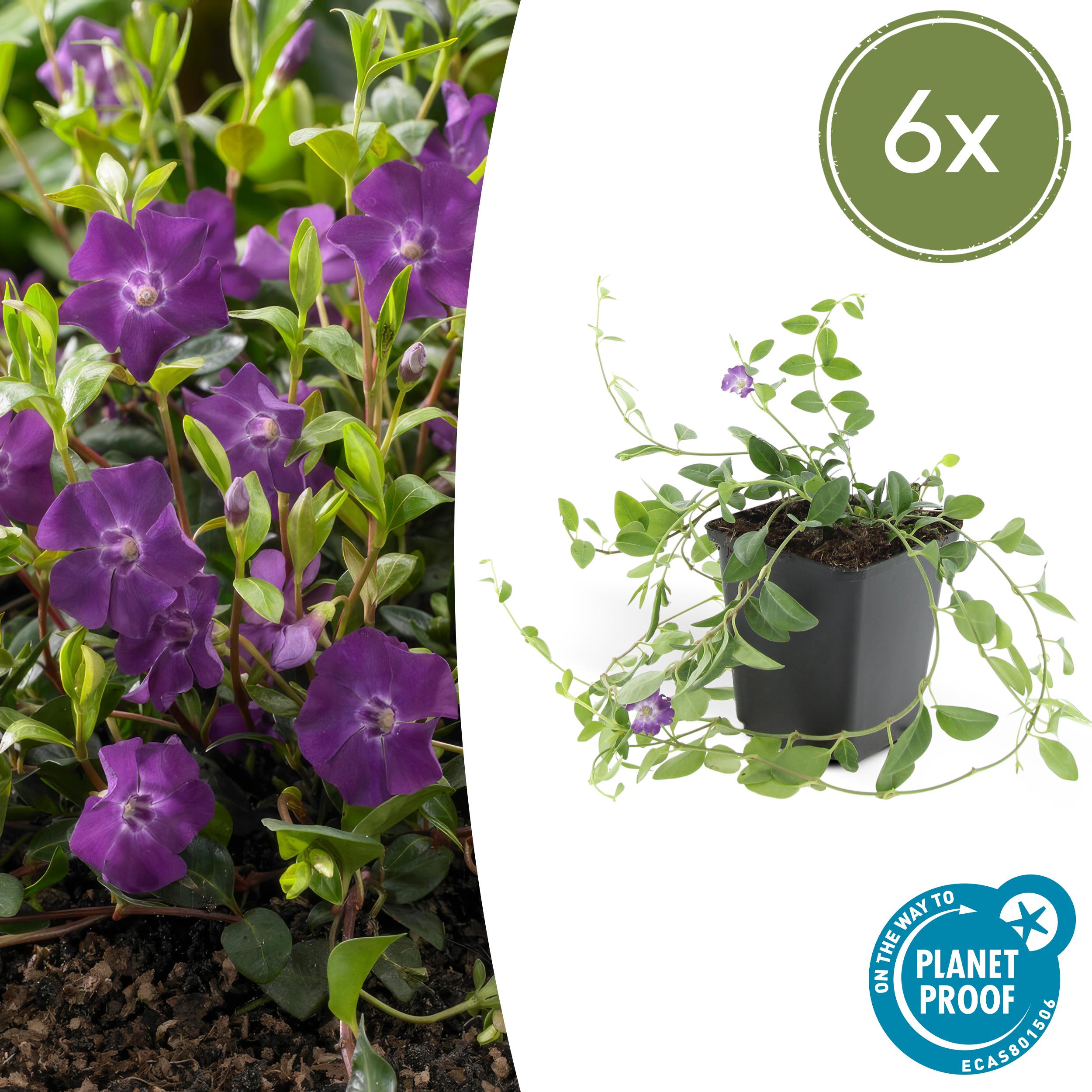 6x Vinca minor 'Atropurpurea', en pot Ø9cm  Hauteur 10cm. Plante verte type 6x Vinca minor 'Atropurpurea',, livrée en pot, idéale pour intérieur lumineux.